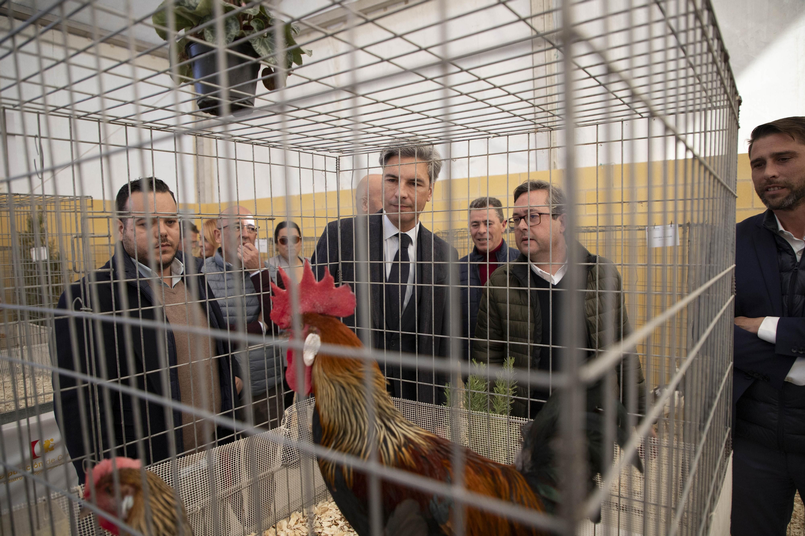 Un paseo en fotografías por Avicor, la Feria Avícola de Córdoba