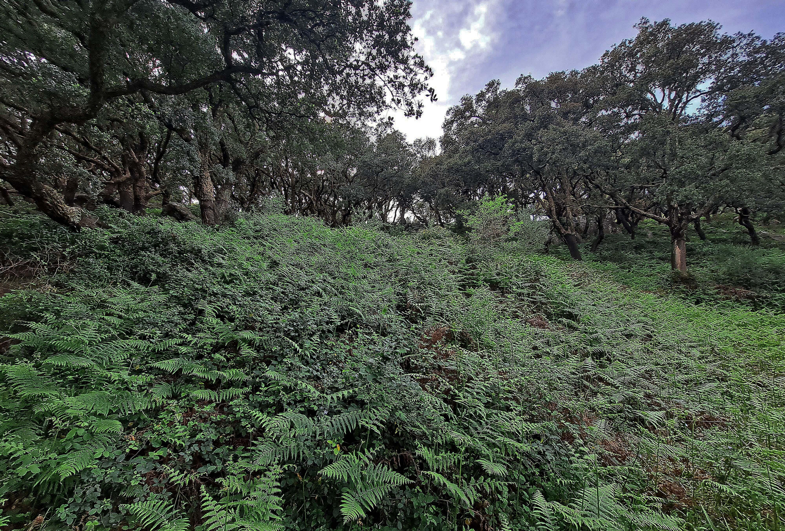 Fotos de la ruta de El Bujeo en Algeciras