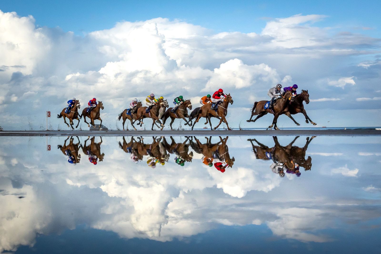 Morgan Treacy - Equestrian - Equine Reflection