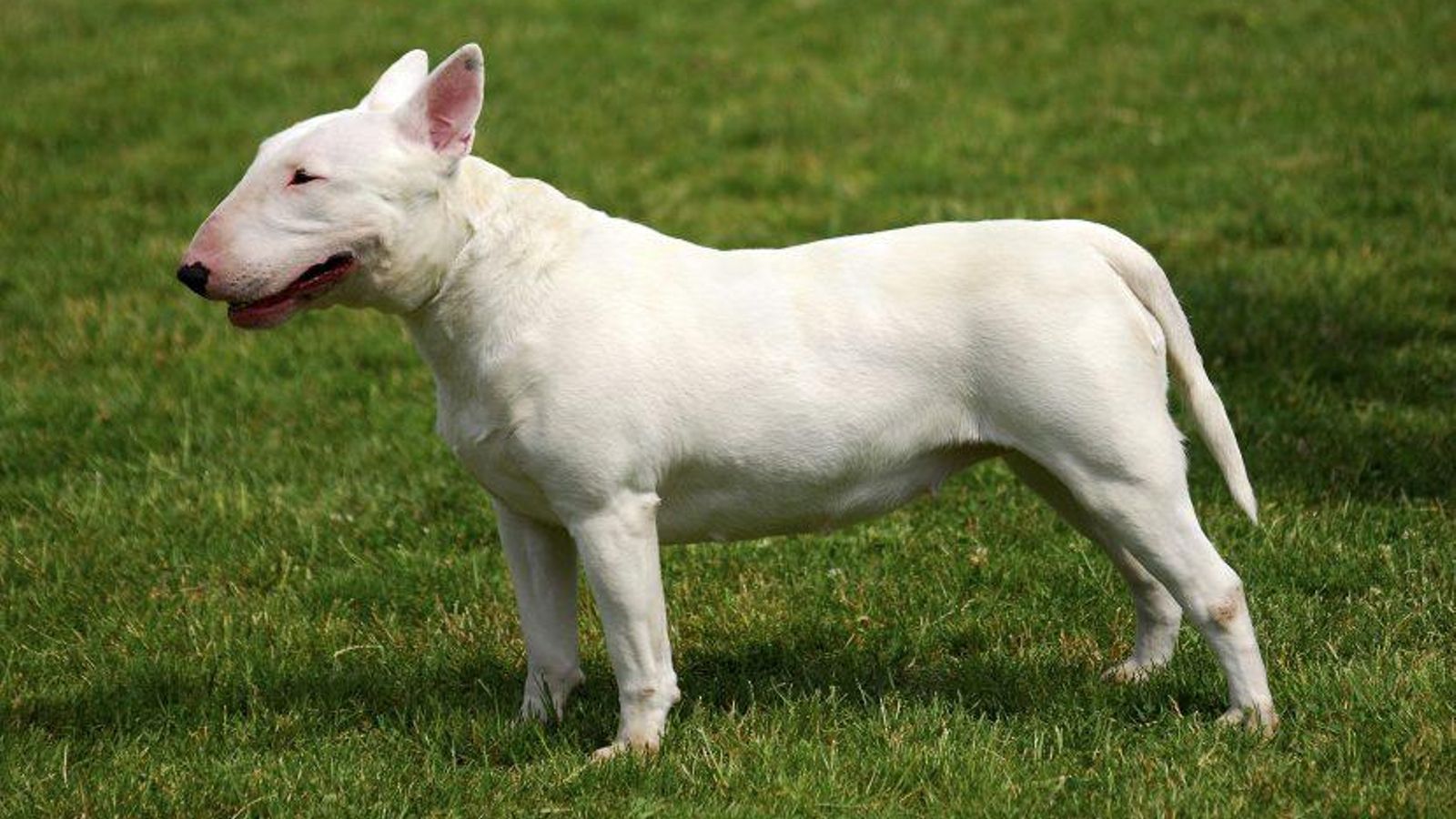 BullTerrier ingles BullTerrier ingles