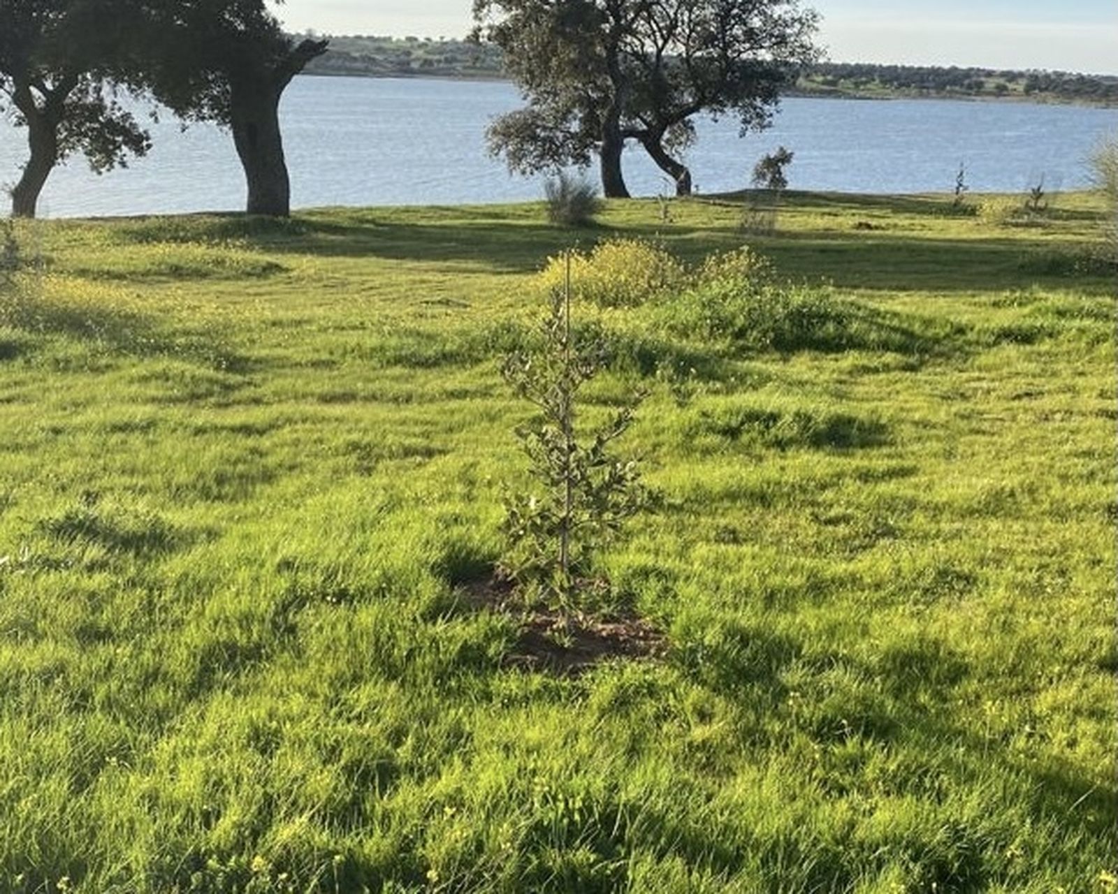 Árboles en El Viso.