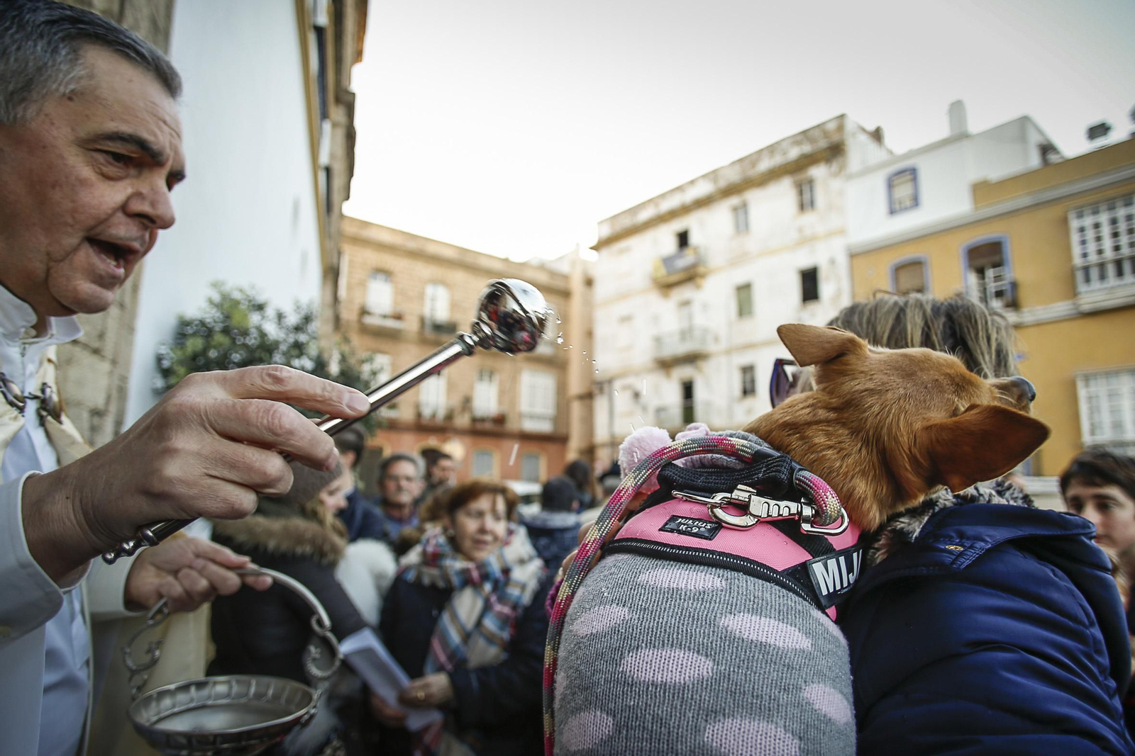 Bendición de animales en Santo Domingo