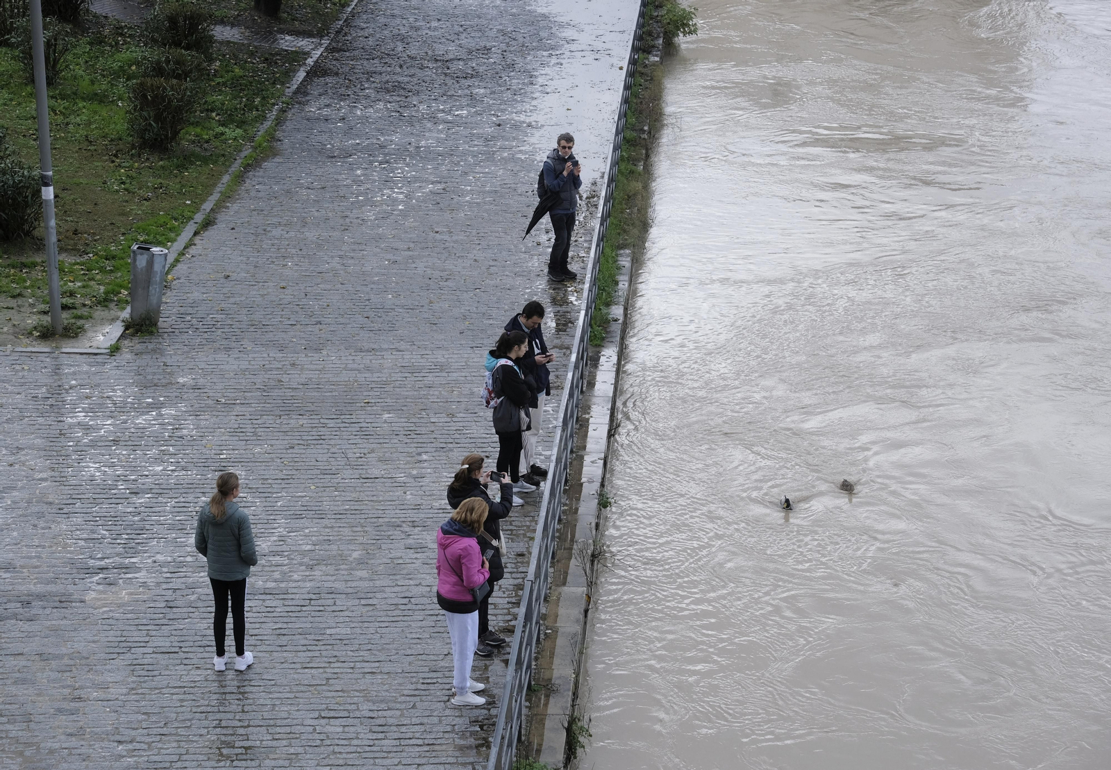 La crecida del río Guadalquivir tras las lluvias en Córdoba, en imágenes