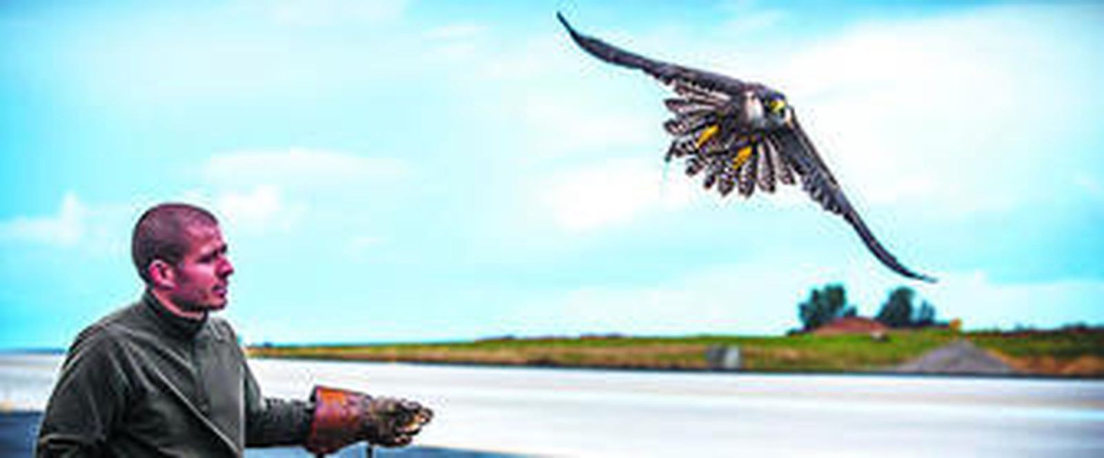 'Mora', una hembra de halcón peregrino, abandona el brazo de su adiestrador, Alberto Morillo, e inicia su habitual ruta alrededor de la pista de aterrizaje del aeropuerto de la Base de Rota para espantar a las bandadas de pájaros. Sus alas se asemejan mucho a las de un harrier.