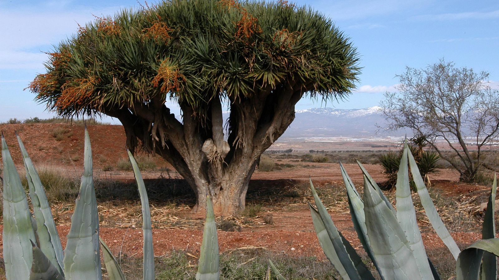 El icónico drago centenario del CEMA.