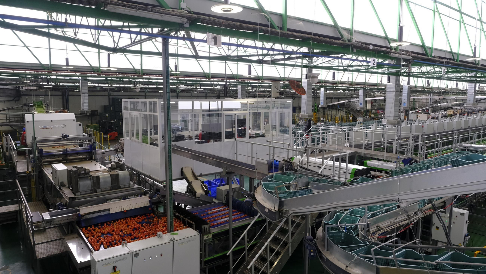 Tomates del campo almeriense para los lineales de los supermercados, en imágenes