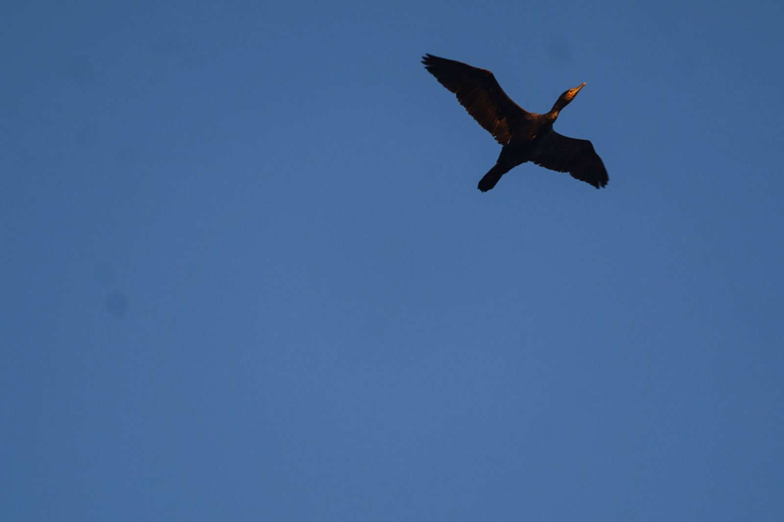 La Punta del Sebo, un lugar maravilloso para visitar y fotografiar a los pies de los ríos Tinto y Odiel