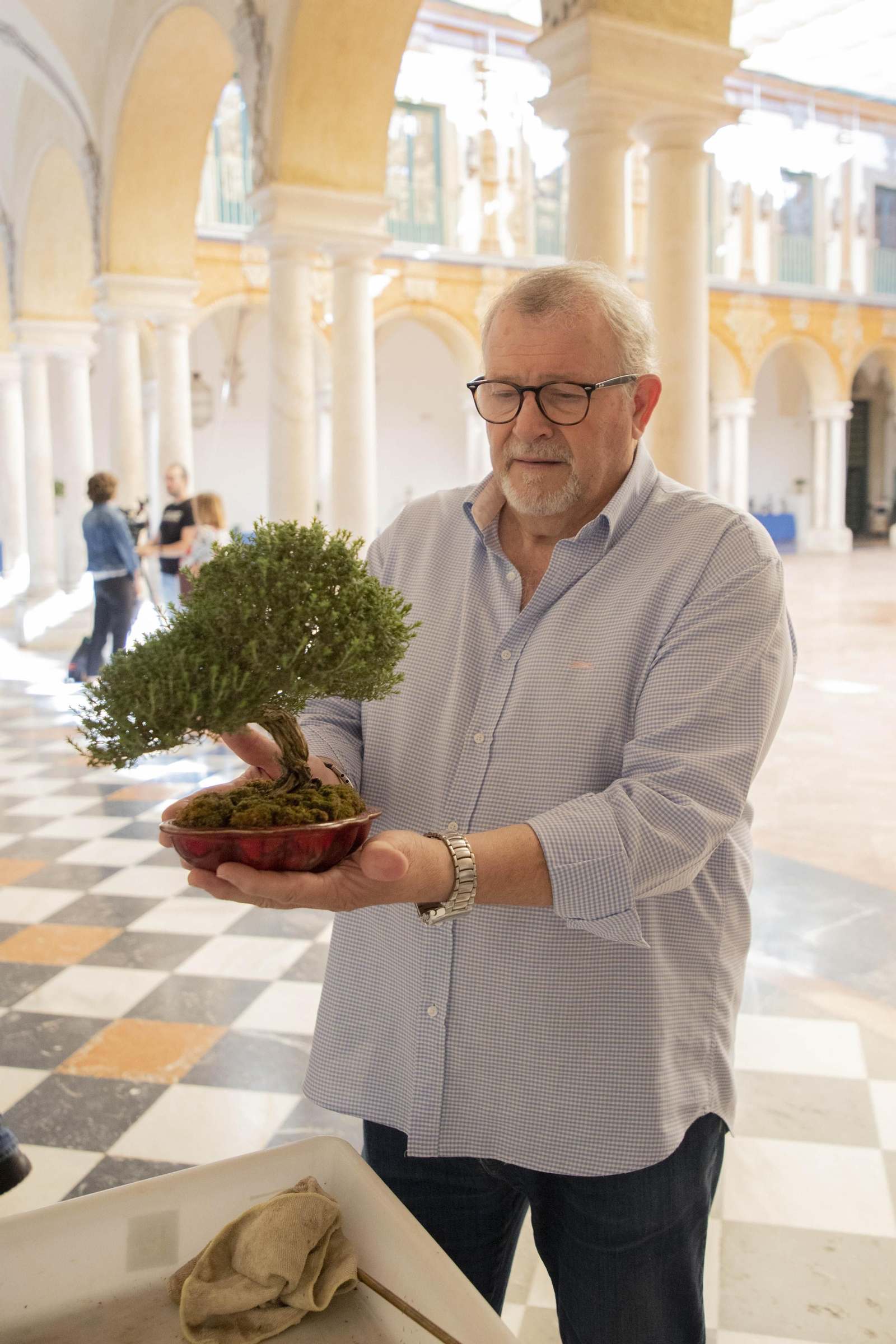 La exposición de Primavera de Bonsái de Córdoba, en imágenes