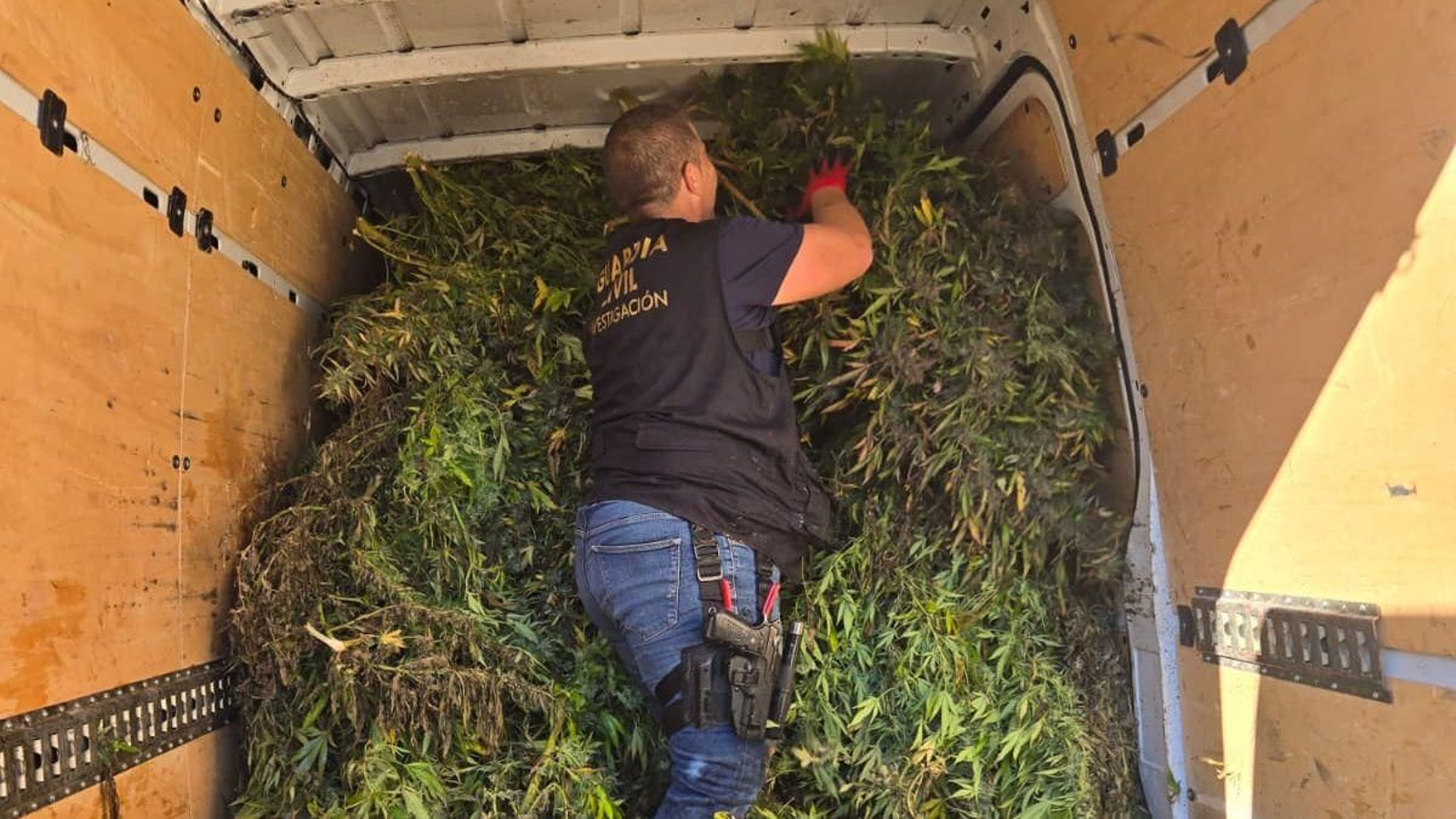 Un agente de la Guardia Civil interviene la furgoneta cargada con plantas de marihuana floridas