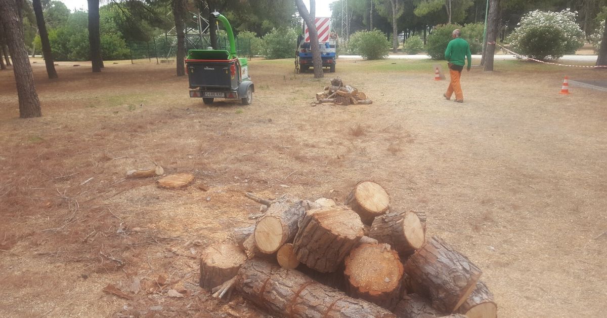 Tala de pinos en el Parque Infanta Elena de Sevilla por las malas podas