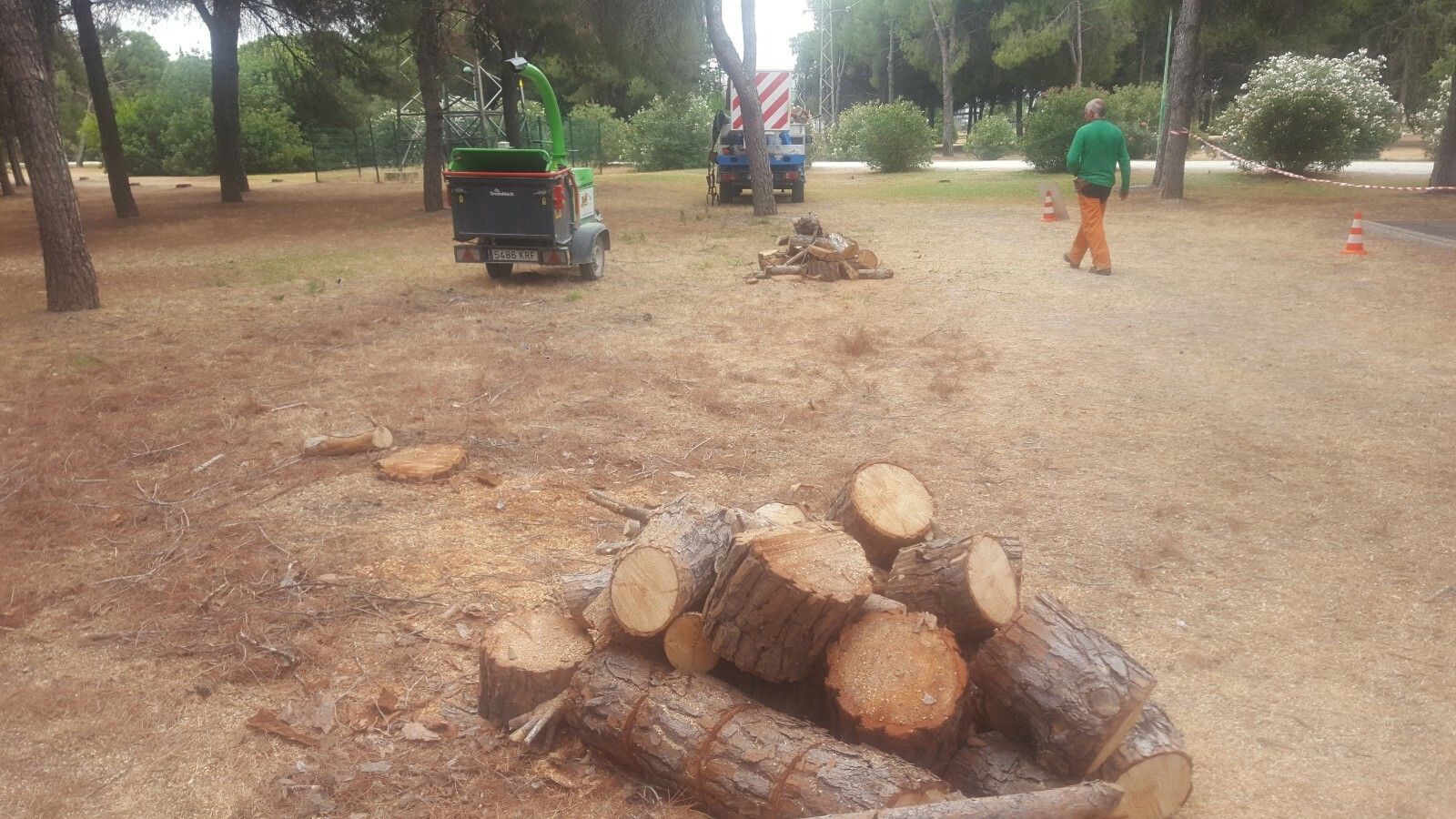 Restos de troncos de pinos talados en el Parque Infanta Elena.