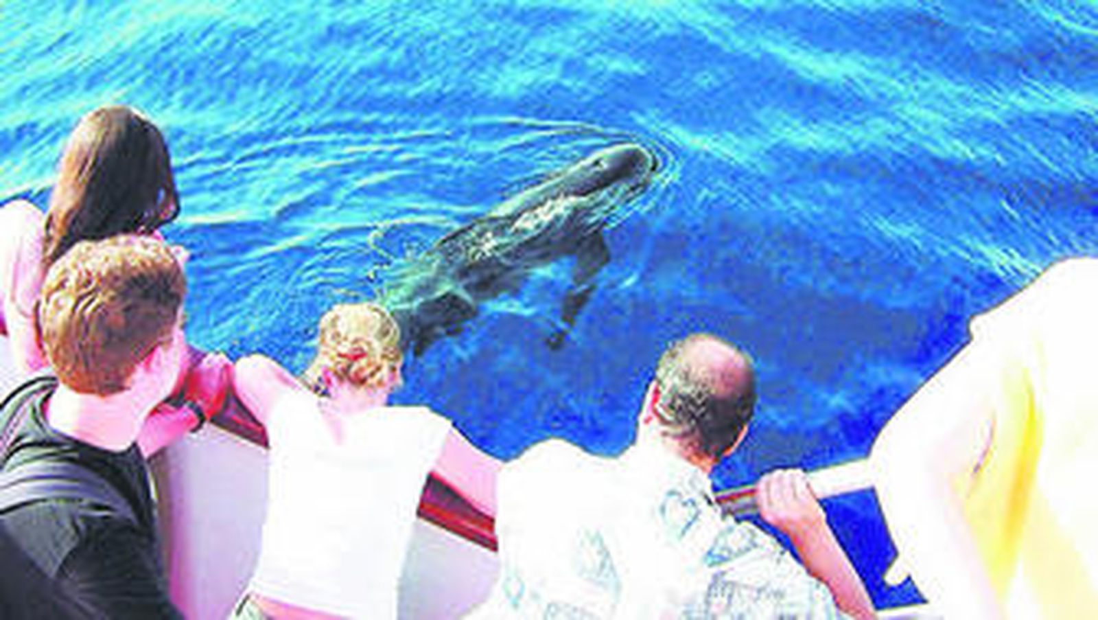 Algunos turistas observan a un delfín desde la cubierta de un barco.