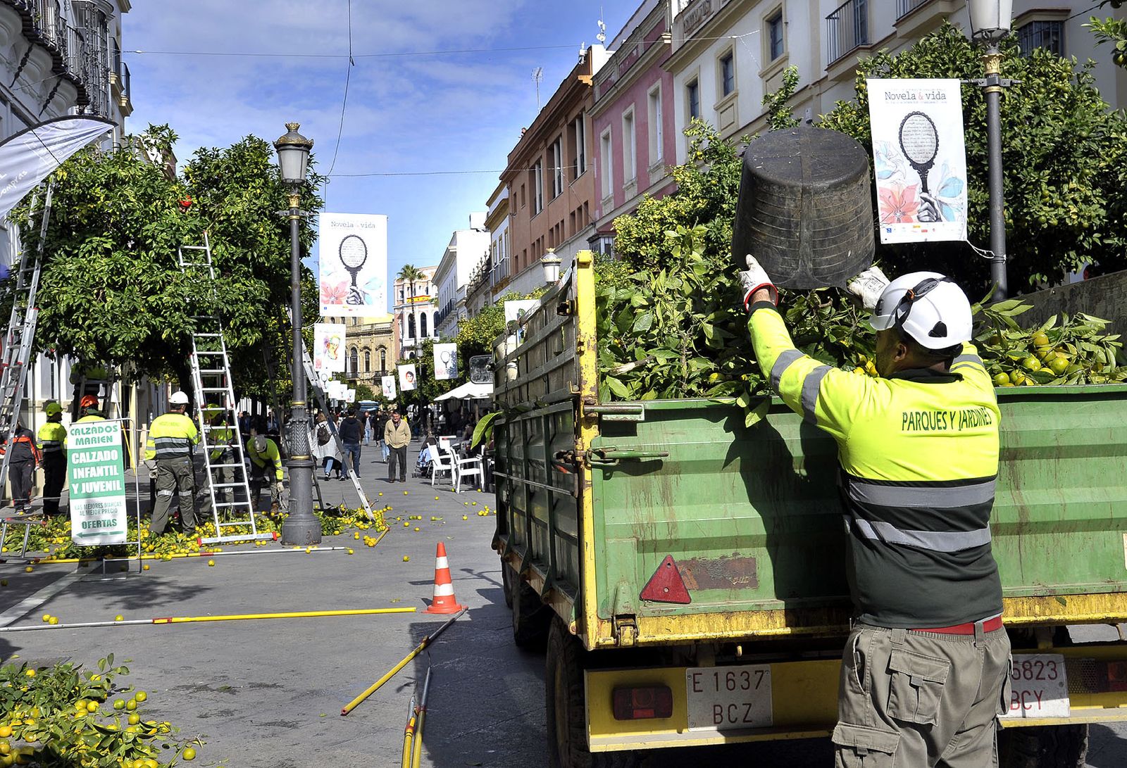 Tareas de recogida de las naranjas en la calle Larga.