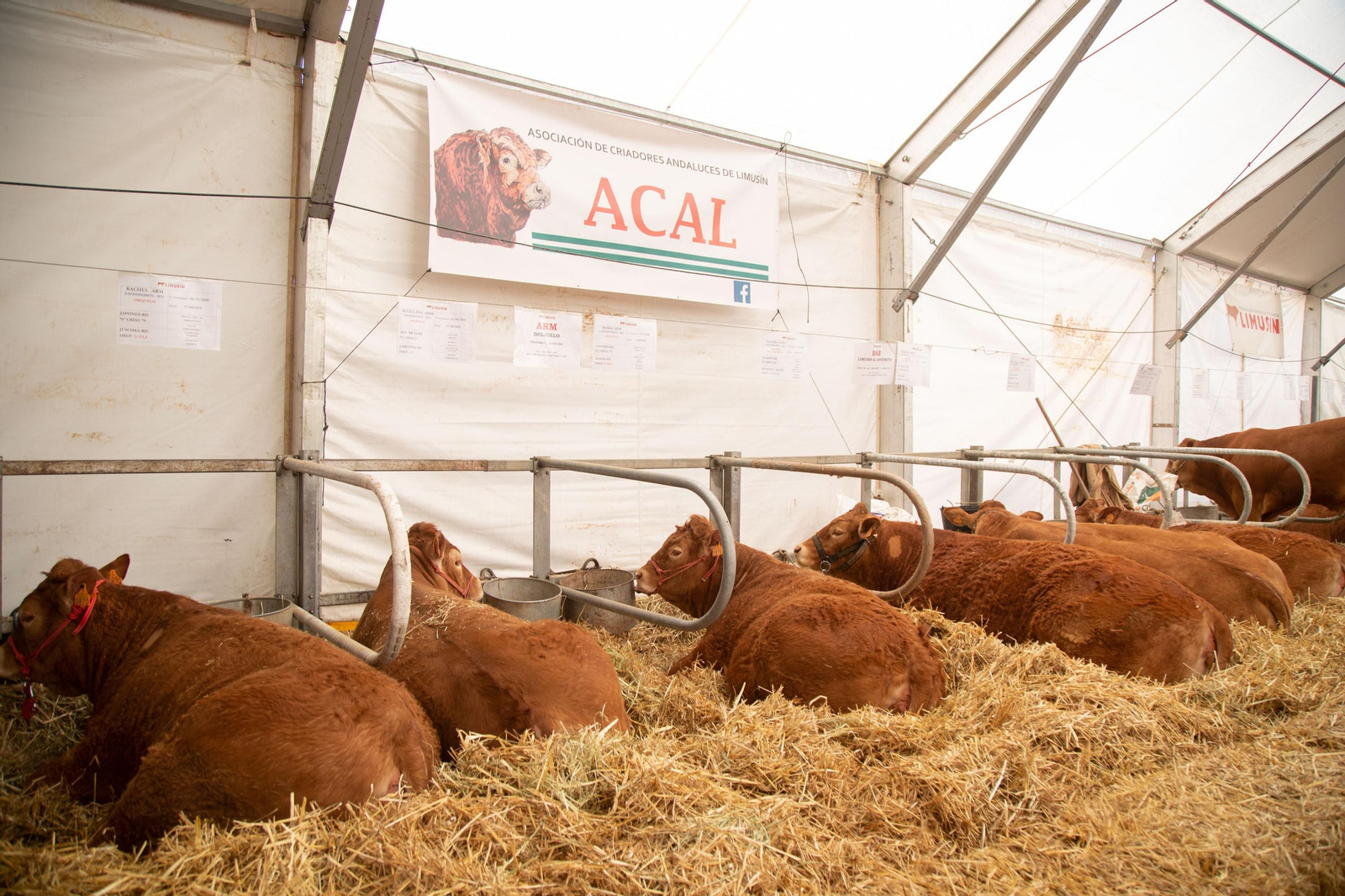 Un recorrido en fotografías por la Feria Agroganadera de Los Pedroches