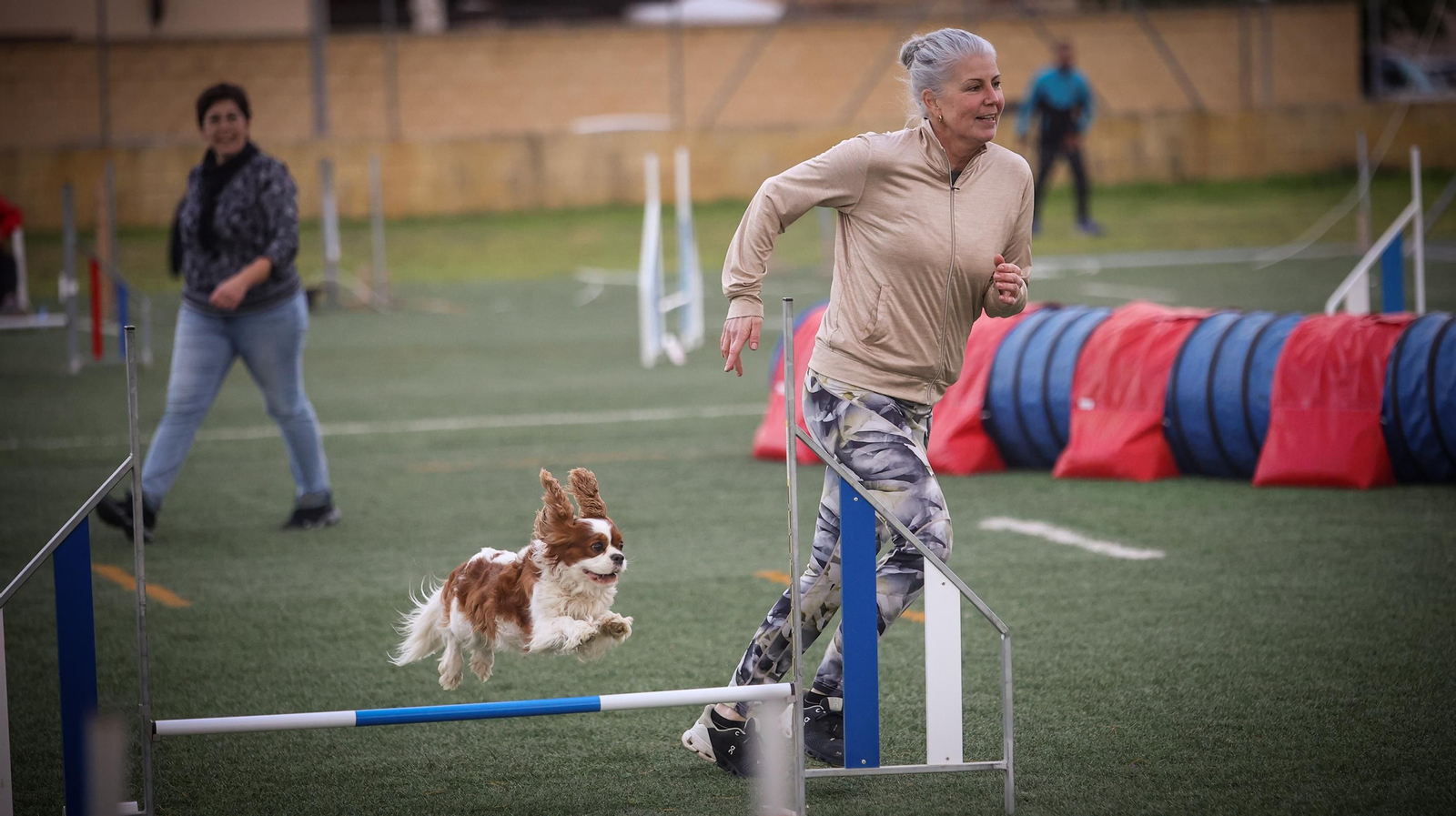 Habilidad canina en la prueba puntuable para el Campeonato de España de 'Agility' celebrado en Jerez Espectaculares las pruebas de disciplina canina puntuables para el Campeonato de España de Agility