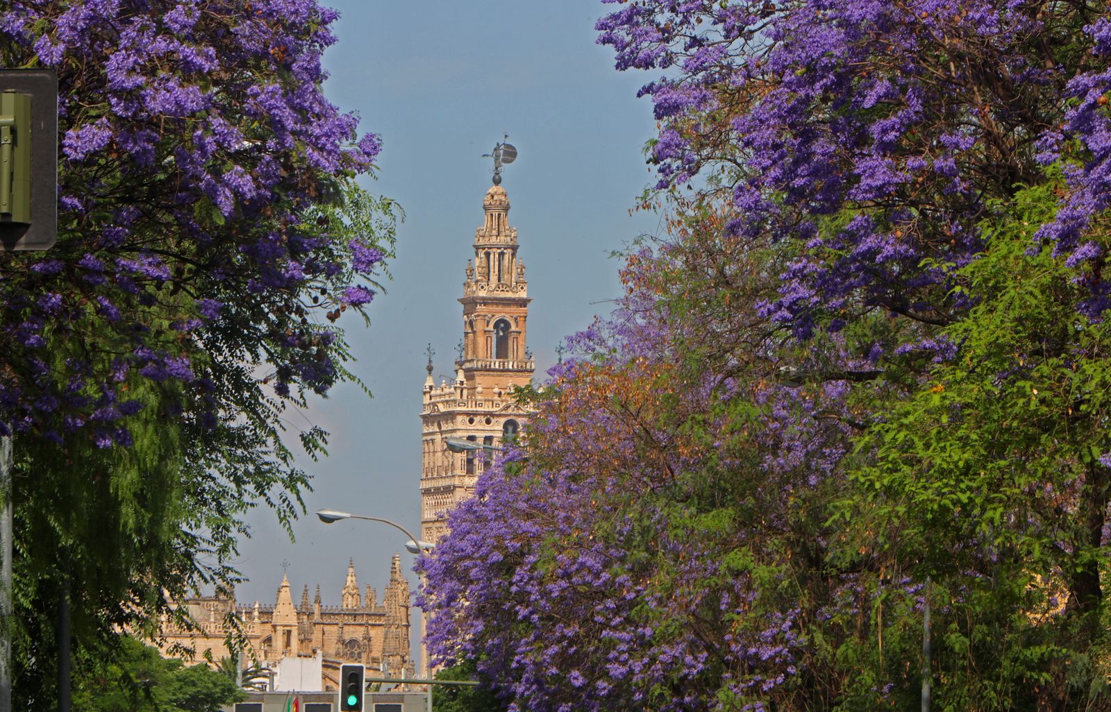 Las jacarandas vuelven a teñir de morado Sevilla
