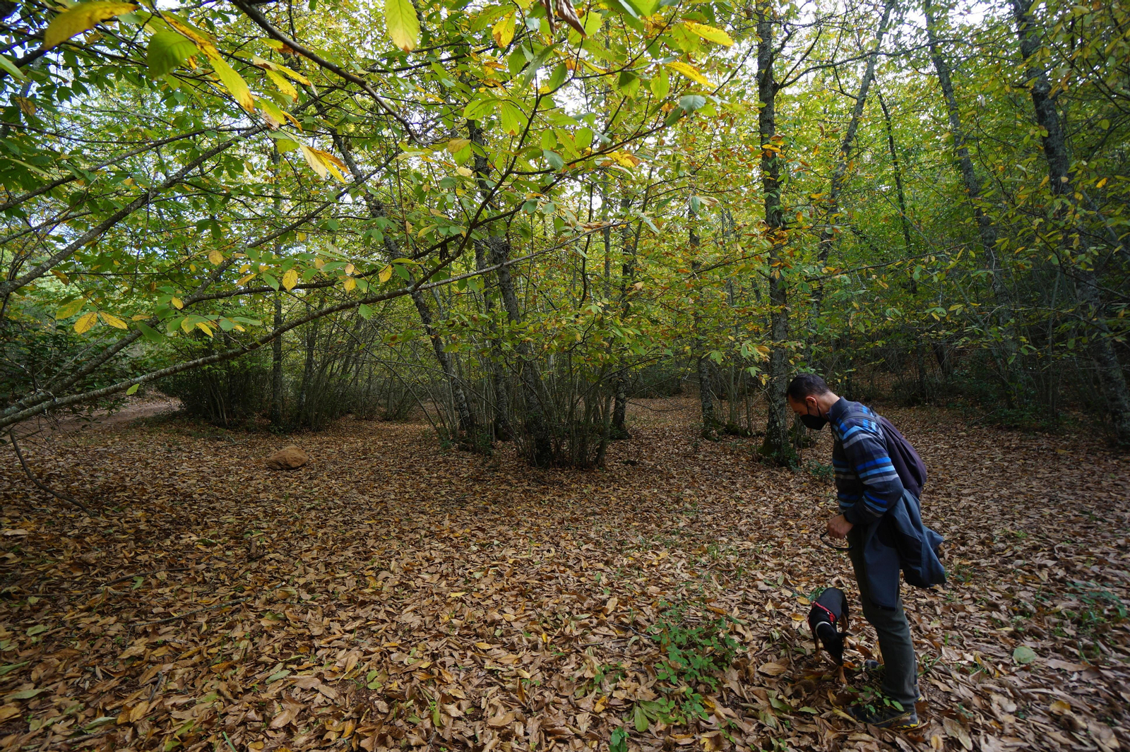 Un paseo en fotografías por el castañar de Valdejetas en la Sierra de Córdoba