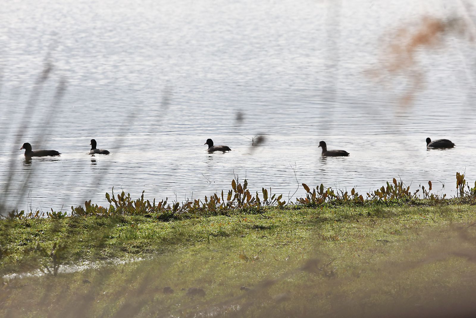 Estado actual en el que se encuentran las Marismas del Rocío tras las últimas lluvias