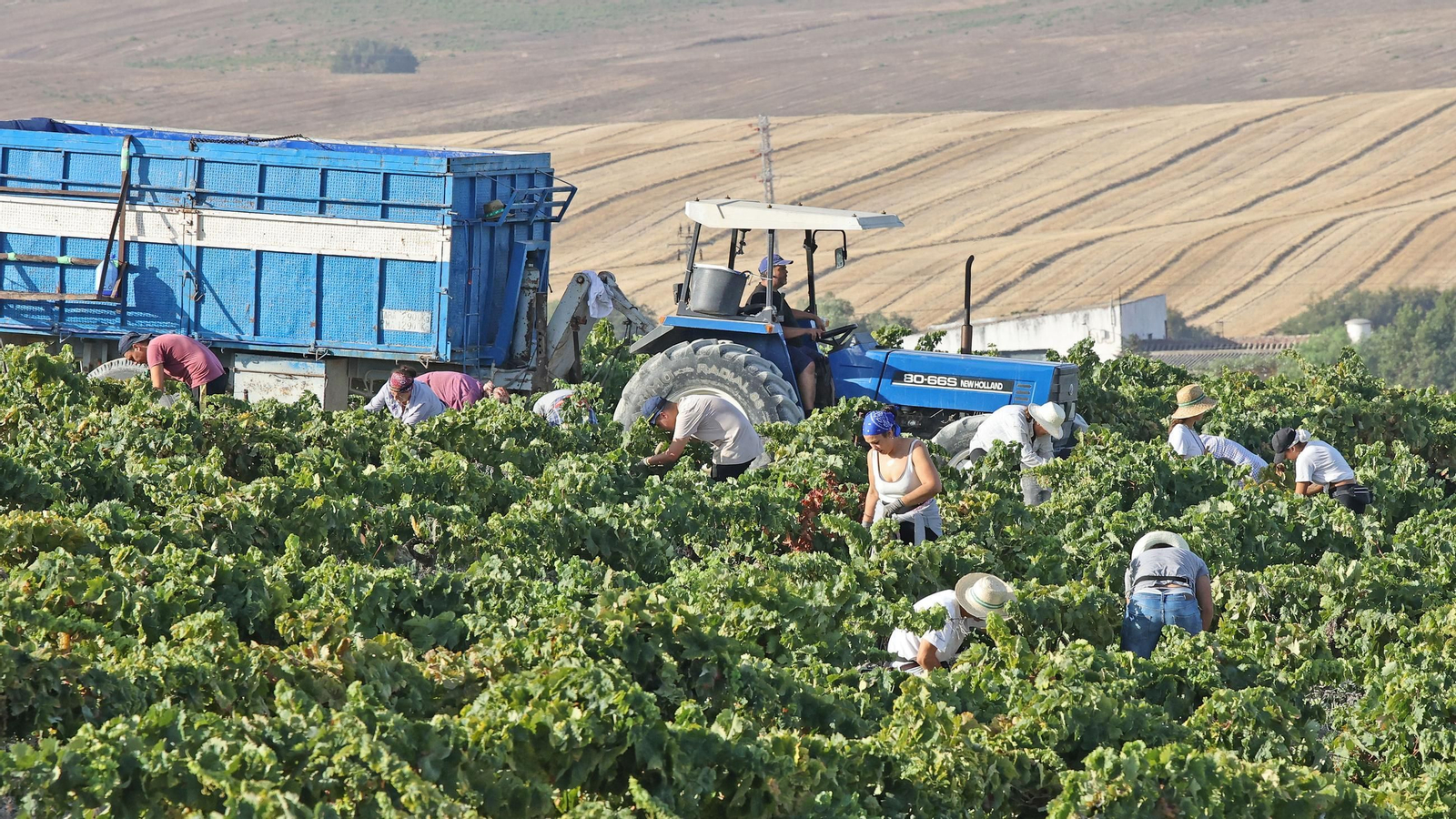 Vendimia de Cayetano del Pino en Jerez
