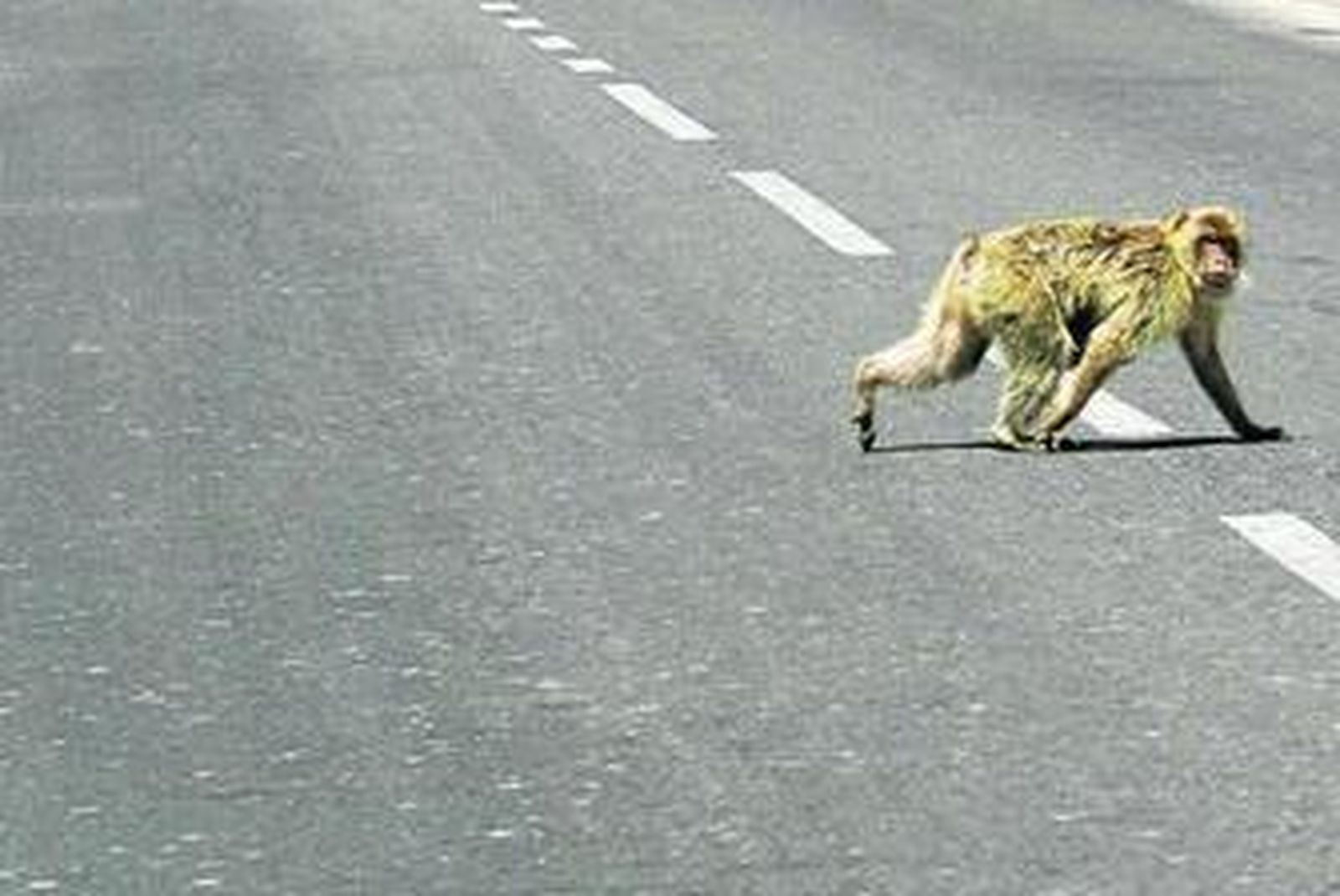 Un mono de Gibraltar, en una imagen de archivo.
