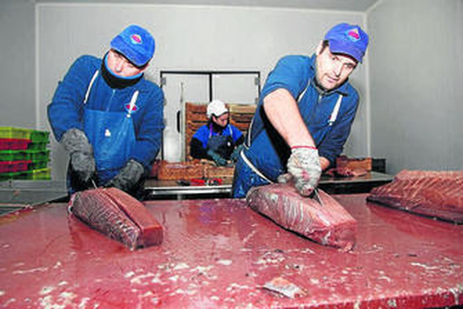 Dos trabajadores preparan lomos para elaborar mojama.