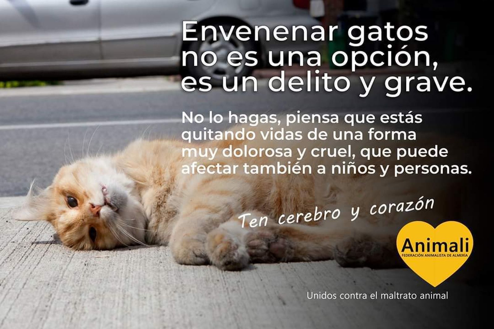 Uno de los gatos de la colonia establecida junto a las instalaciones del Club de Mar.