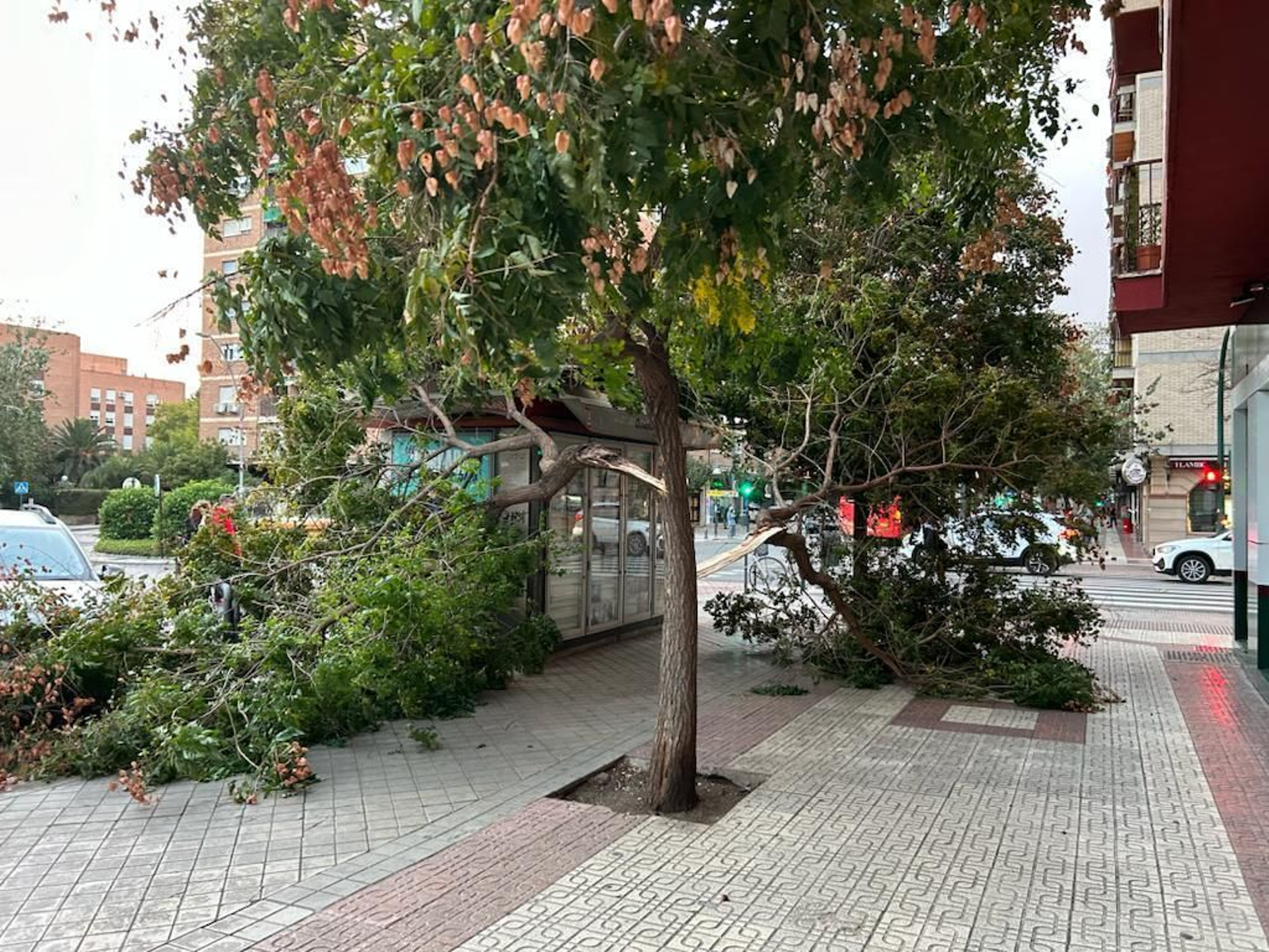 Labores de limpieza para que Granada recupere la normalidad tras los estragos del viento