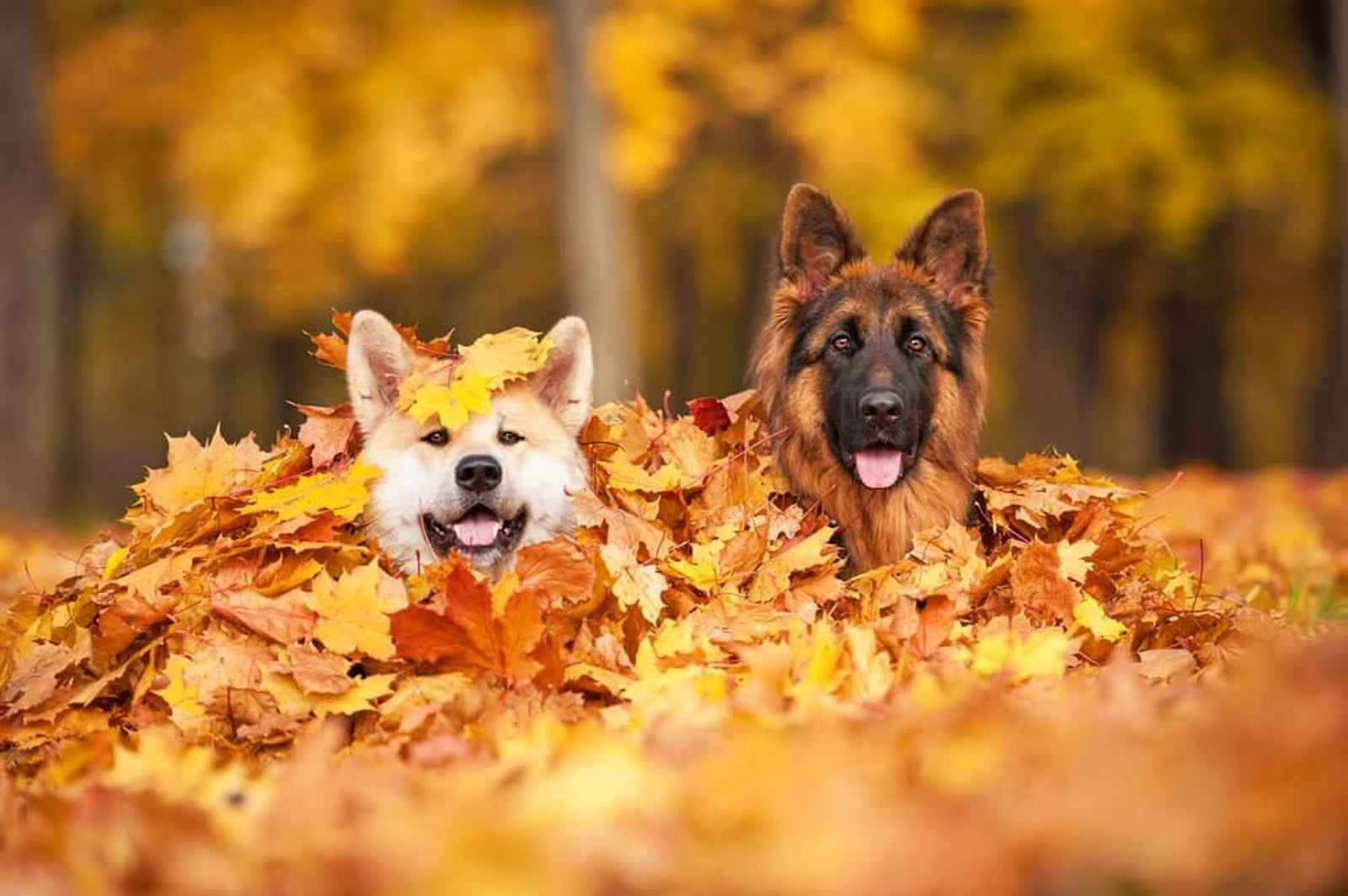 Cómo afecta a tu mascota la llegada del otoño