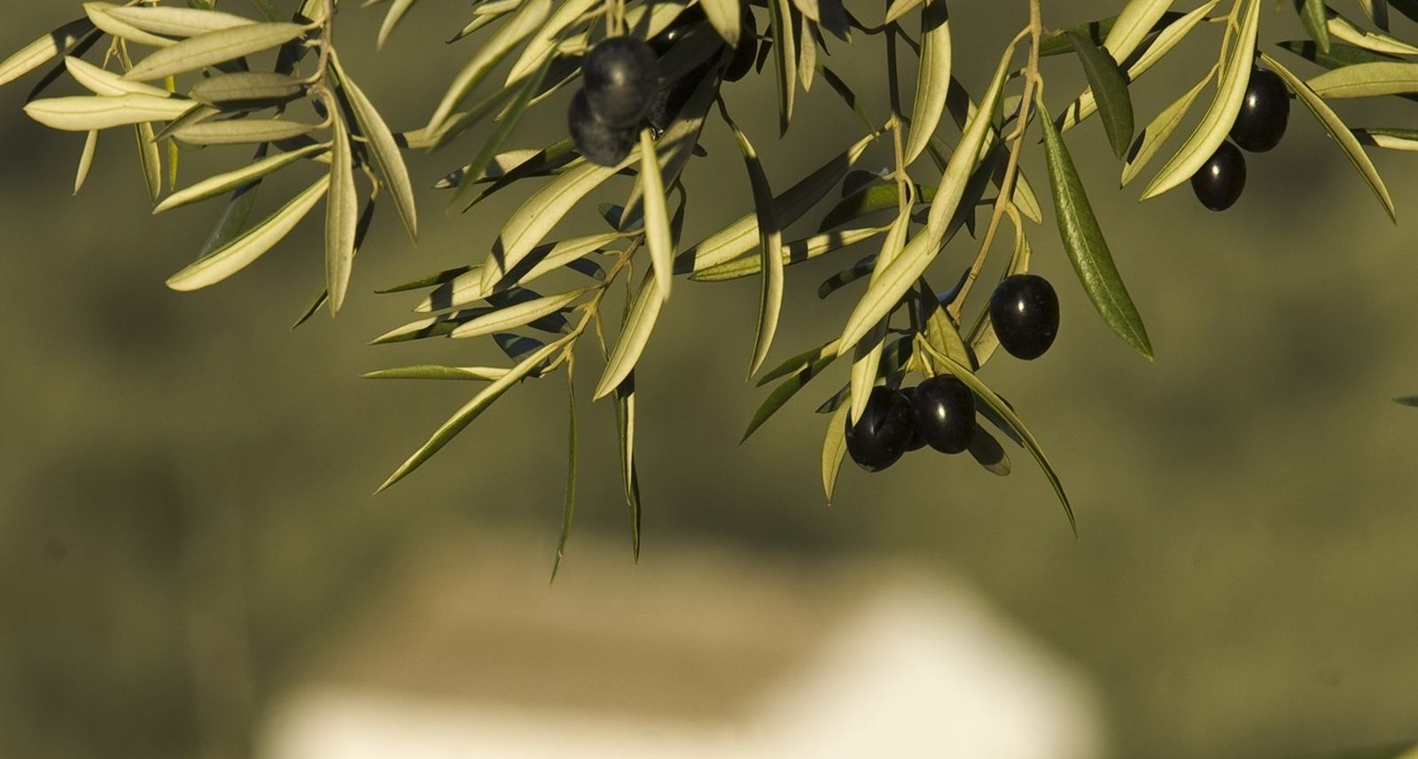 Aceitunas en un árbol