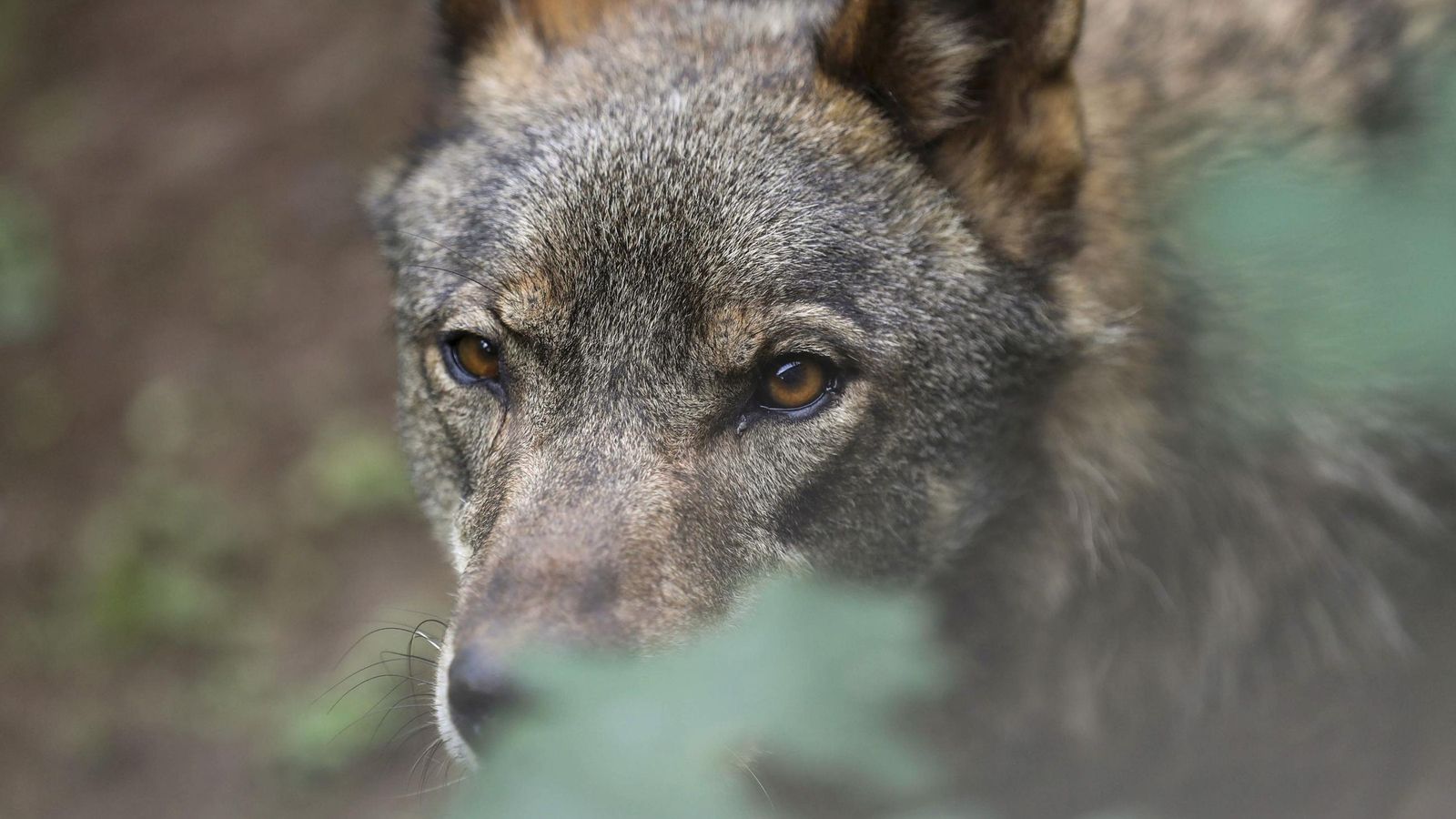 El estudio demuestra que el lobo percibe al ser humano como un 'superdepredador'