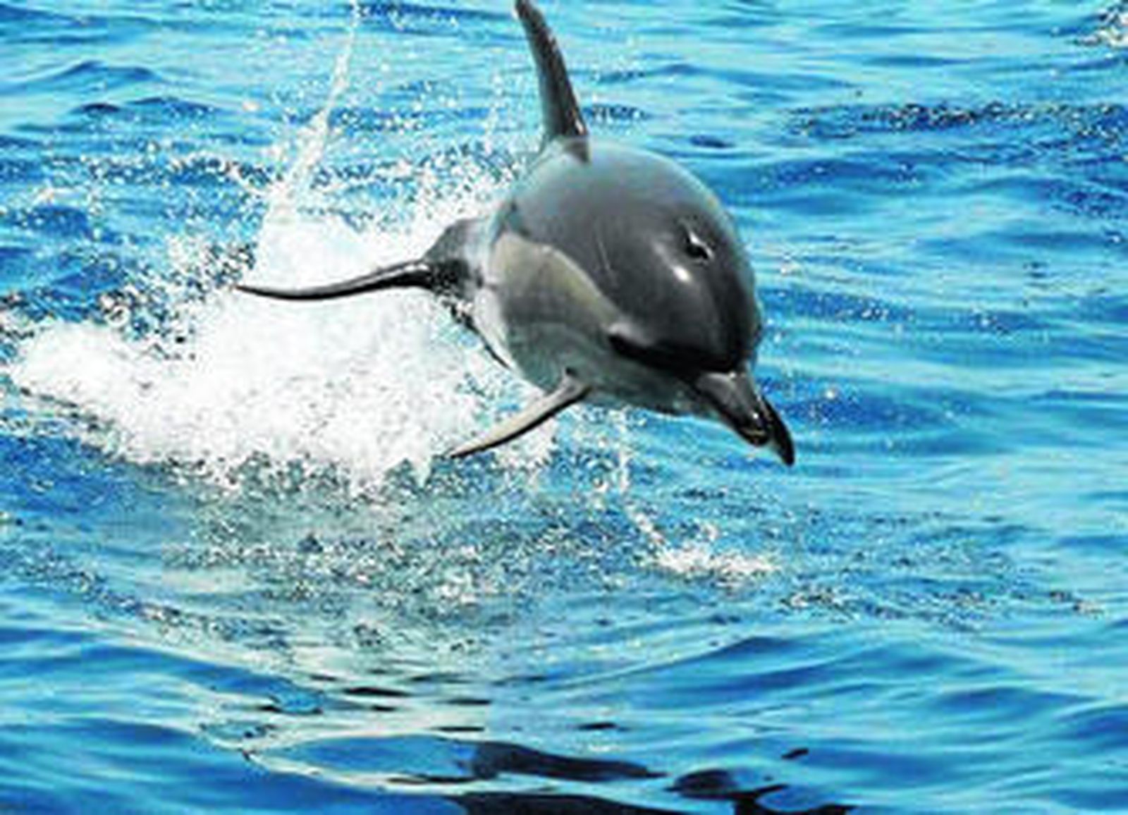 1. Un buzo fotografía un paraje marino en los trabajos de detección de biocenosis o comunidades bióticas distintas con presencia en la costa andaluza 2. Liberación en la costa de ejemplares de tortuga boba que fueron tratadas de afecciones en centros de recuperación de especies 3. Un delfín común salta en el agua 4. Espécimen de gusano de fuego (Hermodice carunculata) que puede llegar a alcanzar los 35 centímetros de envergadura. 5.  Coral anaranjado o falso coral (Astroides calycularis).