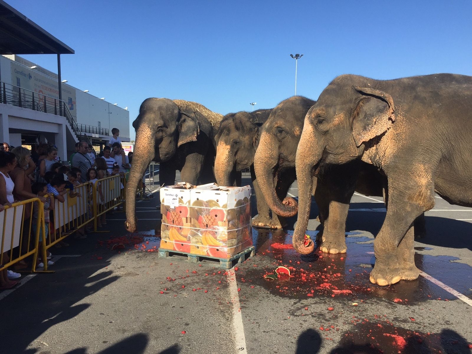 Merienda de elefantes