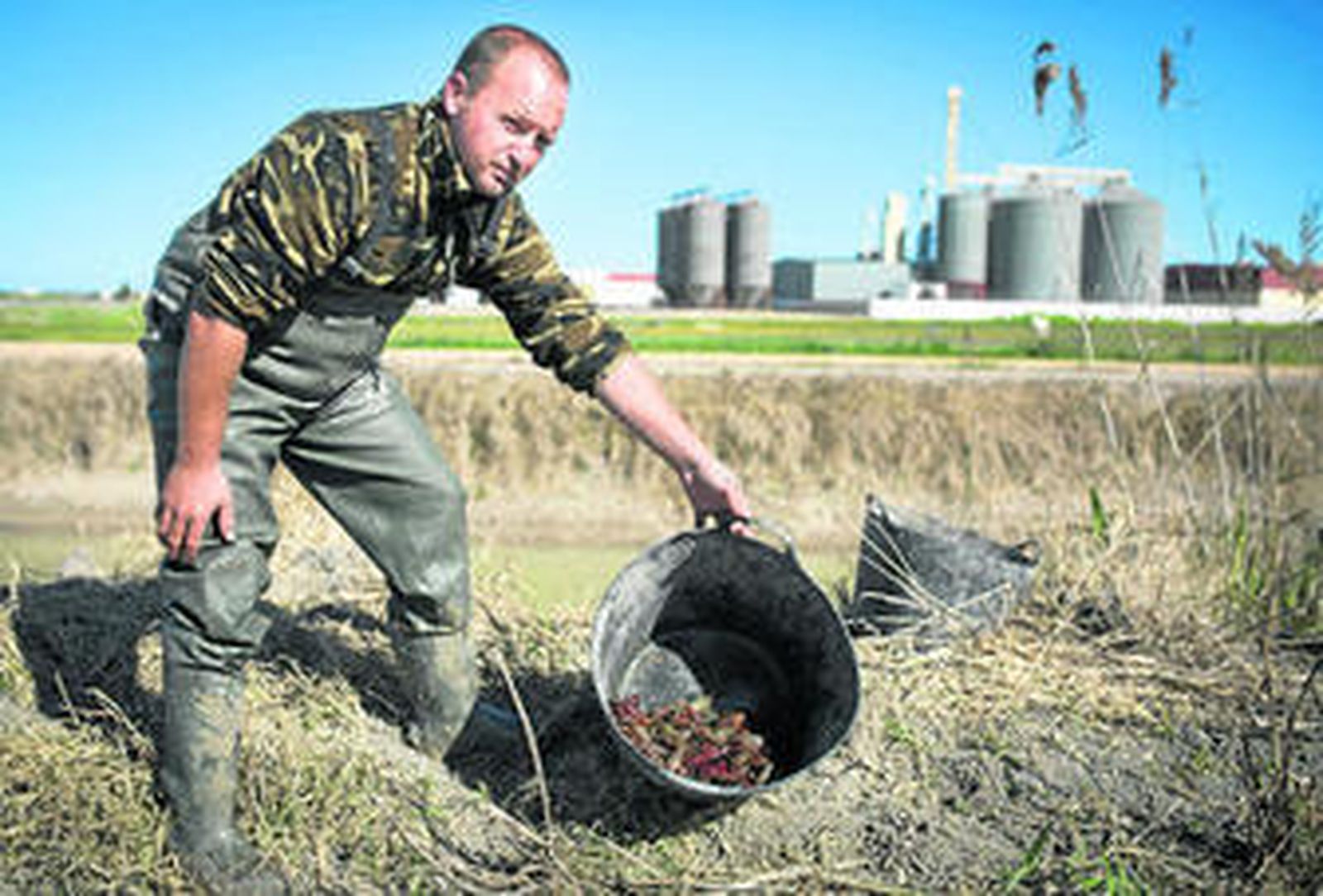Un pescador muestra varios ejemplares de cangrejo rojo americano, en Isla Mayor.