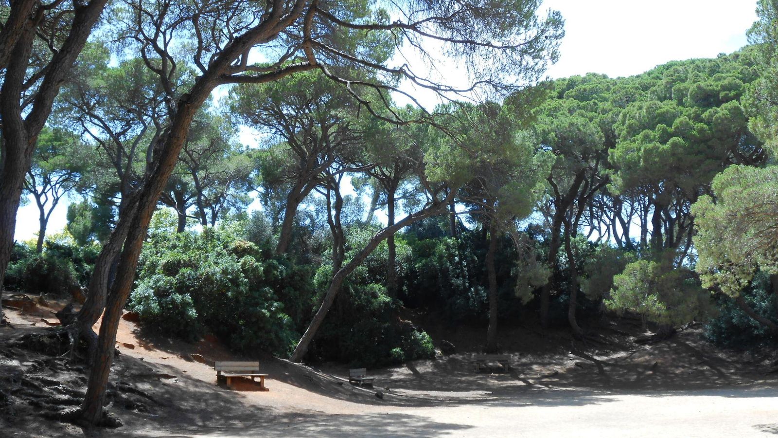 Pinar de Las Canteras, antes del incendio