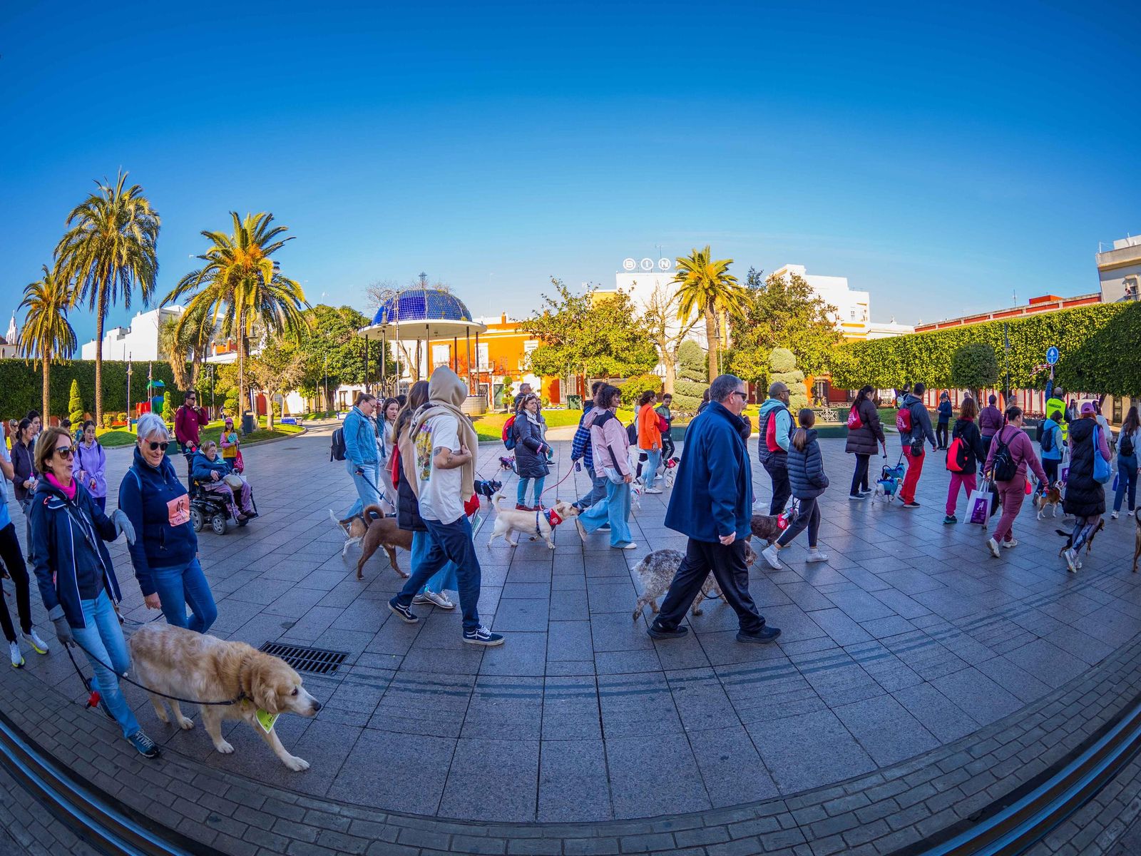 Las imágenes de San Antón 2025 en San Fernando