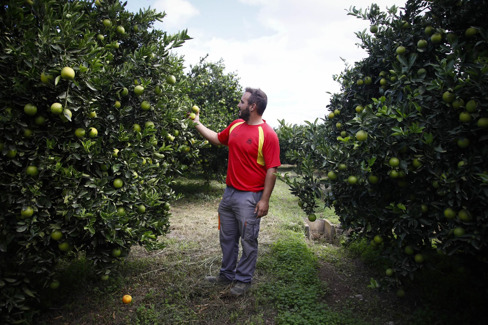Las naranjas de Íllar, en imágenes