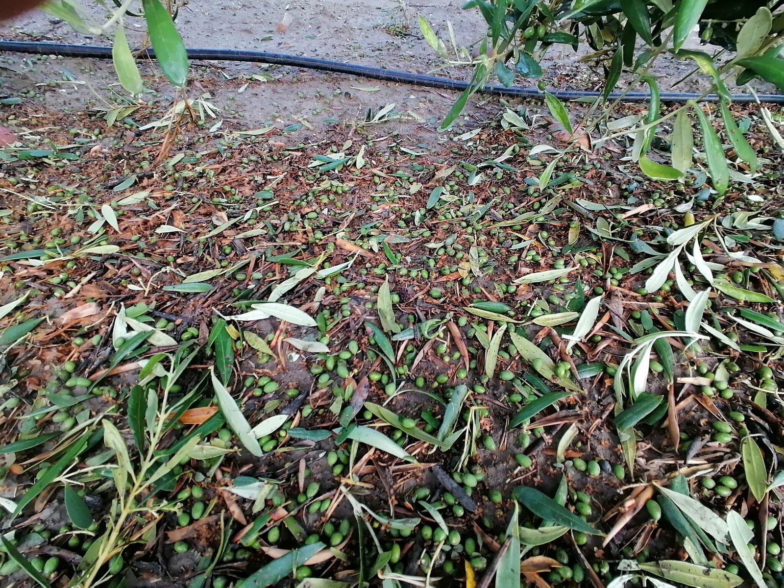 Daños en los cultivos de la provincia