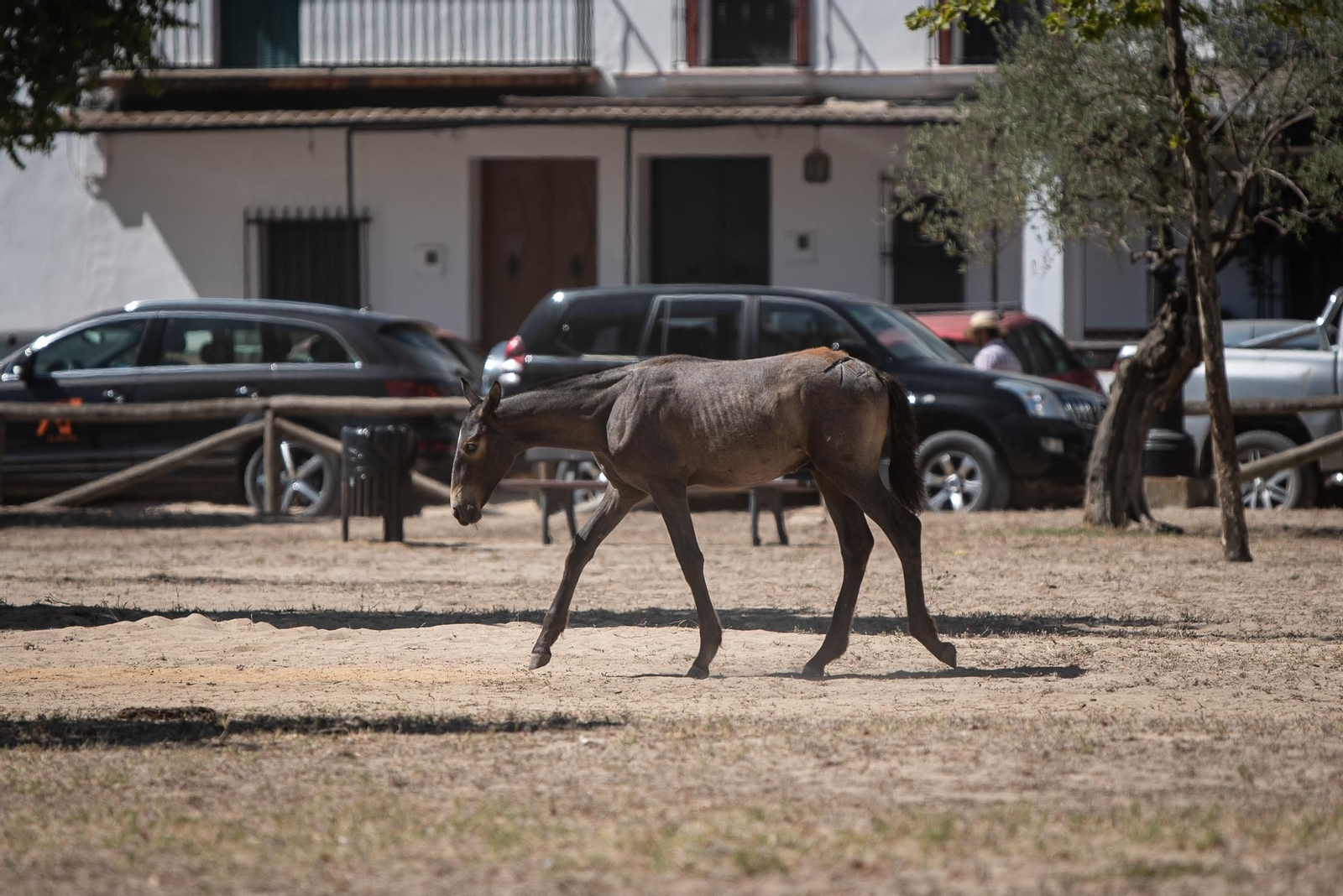 Imágenes de la Saca de las Yeguas a su paso por El Rocío