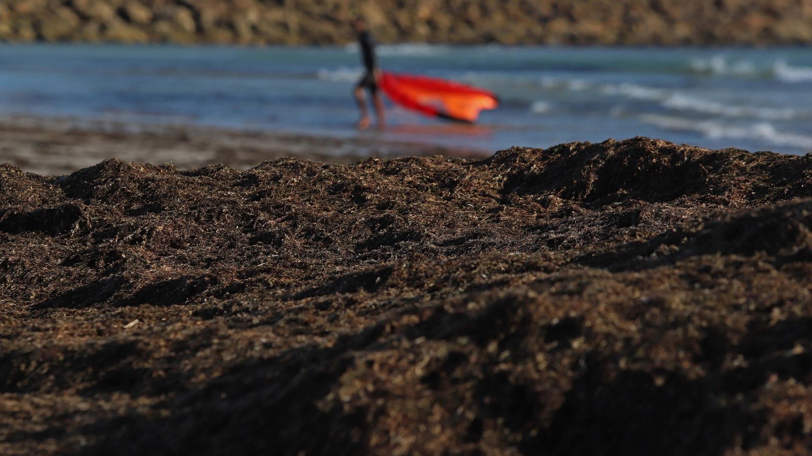 Un deportista sale del mar en la playa de Los Lances, en Tarifa, tras un arribazón de algas.