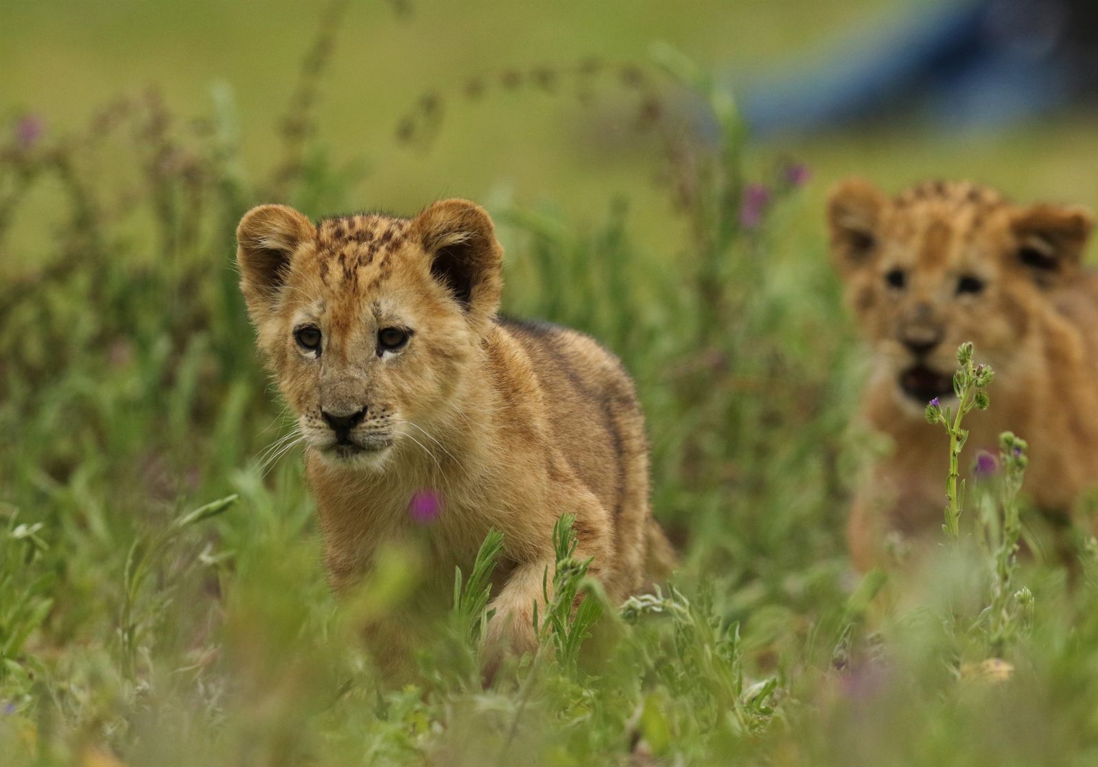 Animales del zoo de la Fundación de Juan Luis Malpartida.