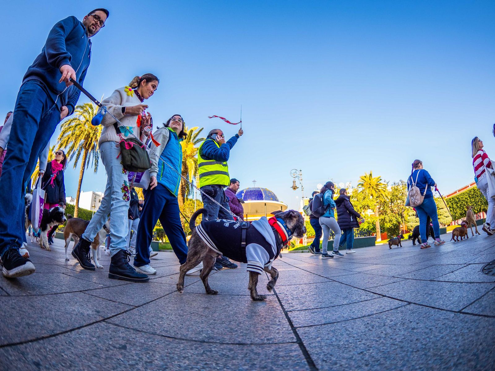 Las imágenes de San Antón 2025 en San Fernando