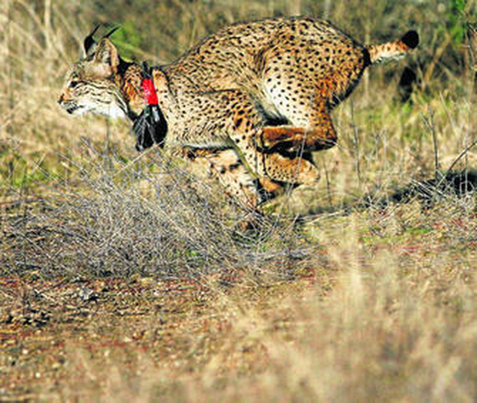 El Guadalmellato recibe al lince número 21