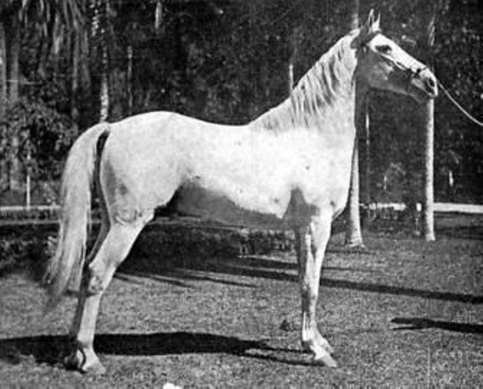 1. El caballo 'Señorito X', semental pura raza española de la Ganadería Marqués de Domecq y Hnos., auténtico campeón de campeones de 1922  y uno de los mejores caballos que han desfilado por la feria de Jerez. 2. El caballo 'Rozador' de cinco años, raza inglesa Hackney, nacido en Jerez. 3. Exhibición de yeguas con sus potros, en el Pabellón de Exposiciones de la feria, a final de los años treinta. 4. Hermosos corceles montados por jóvenes jinetes, en la feria de 1958. FOTOS ARCHIVO DEL AUTOR.