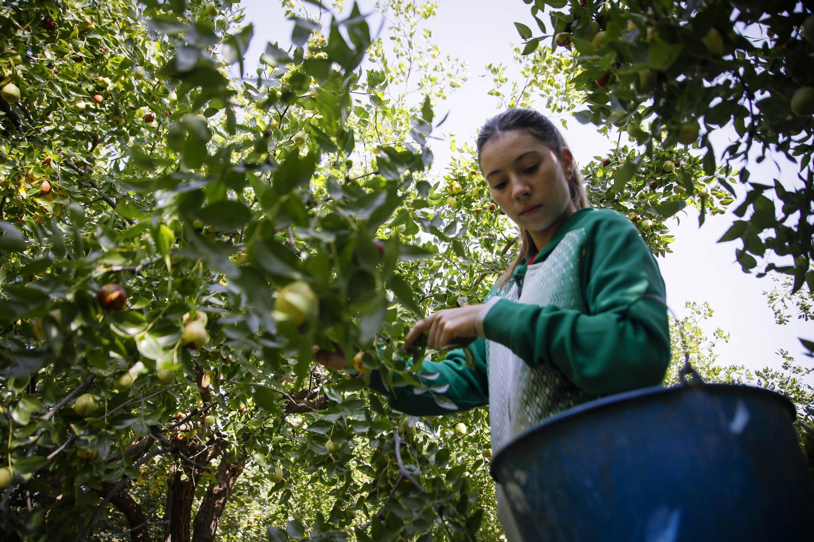 Imágenes del cultivo de azufaifas en Abrucena