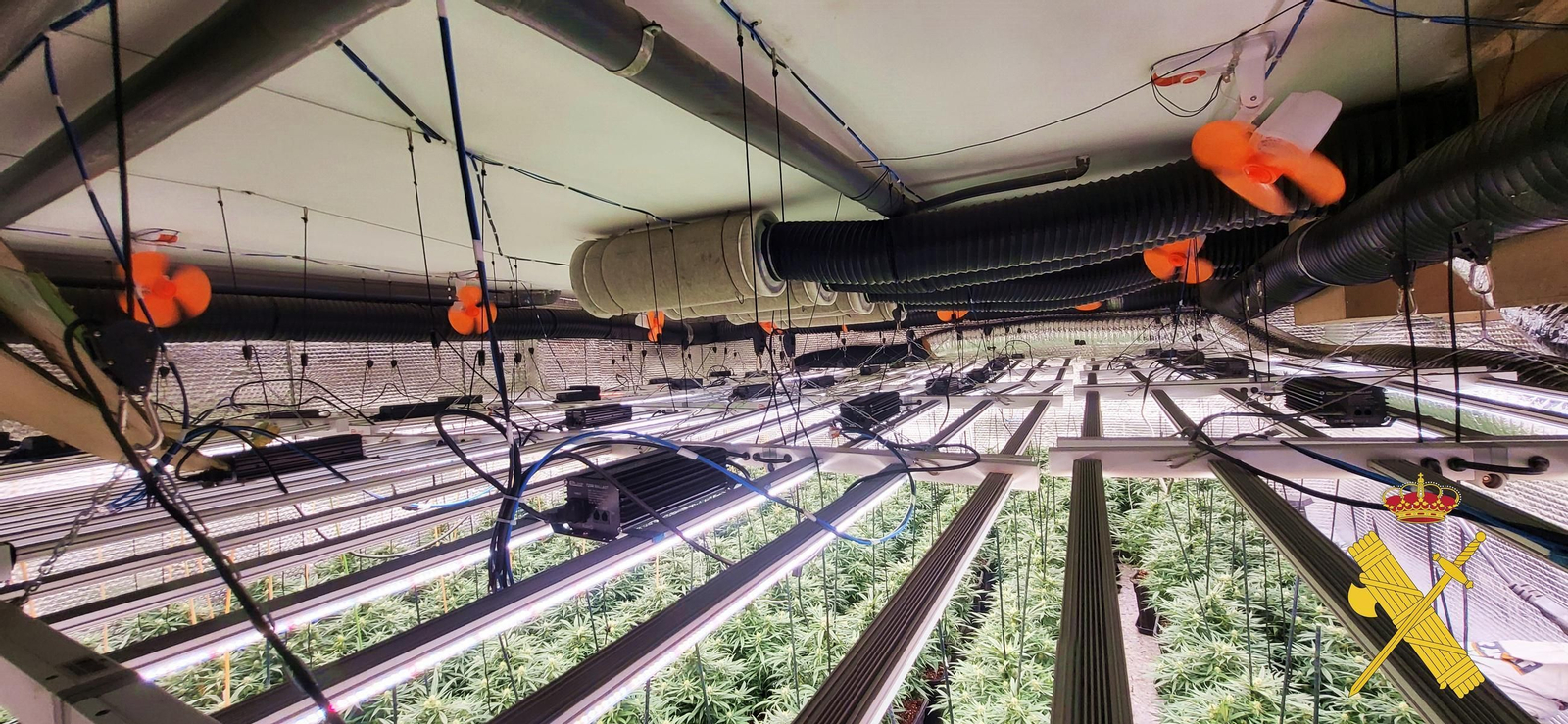 Plantación intervenida en Adra.