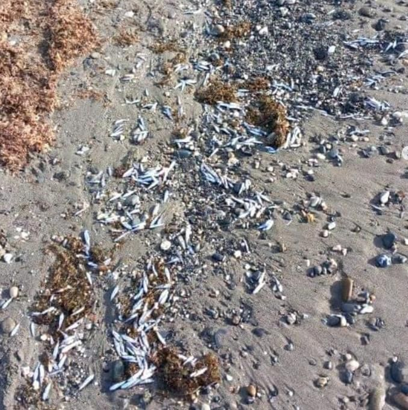 Peces muertos en la playa de Estepona