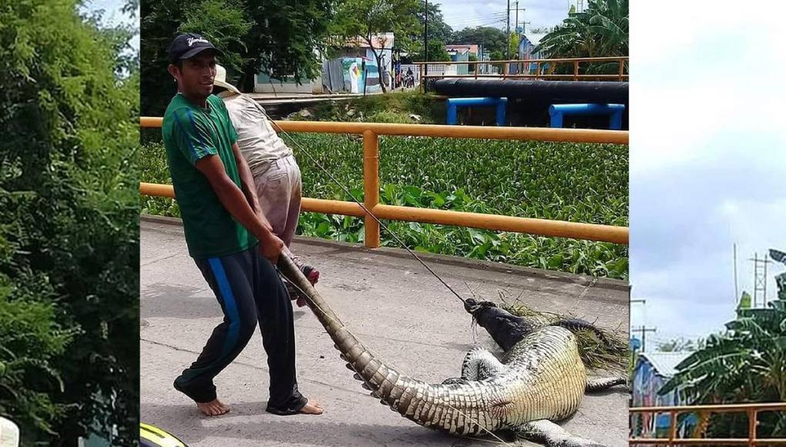 Rescatan a un gran cocodrilo de ser sacrificado por los habitantes de un pueblo para ser cocinado
