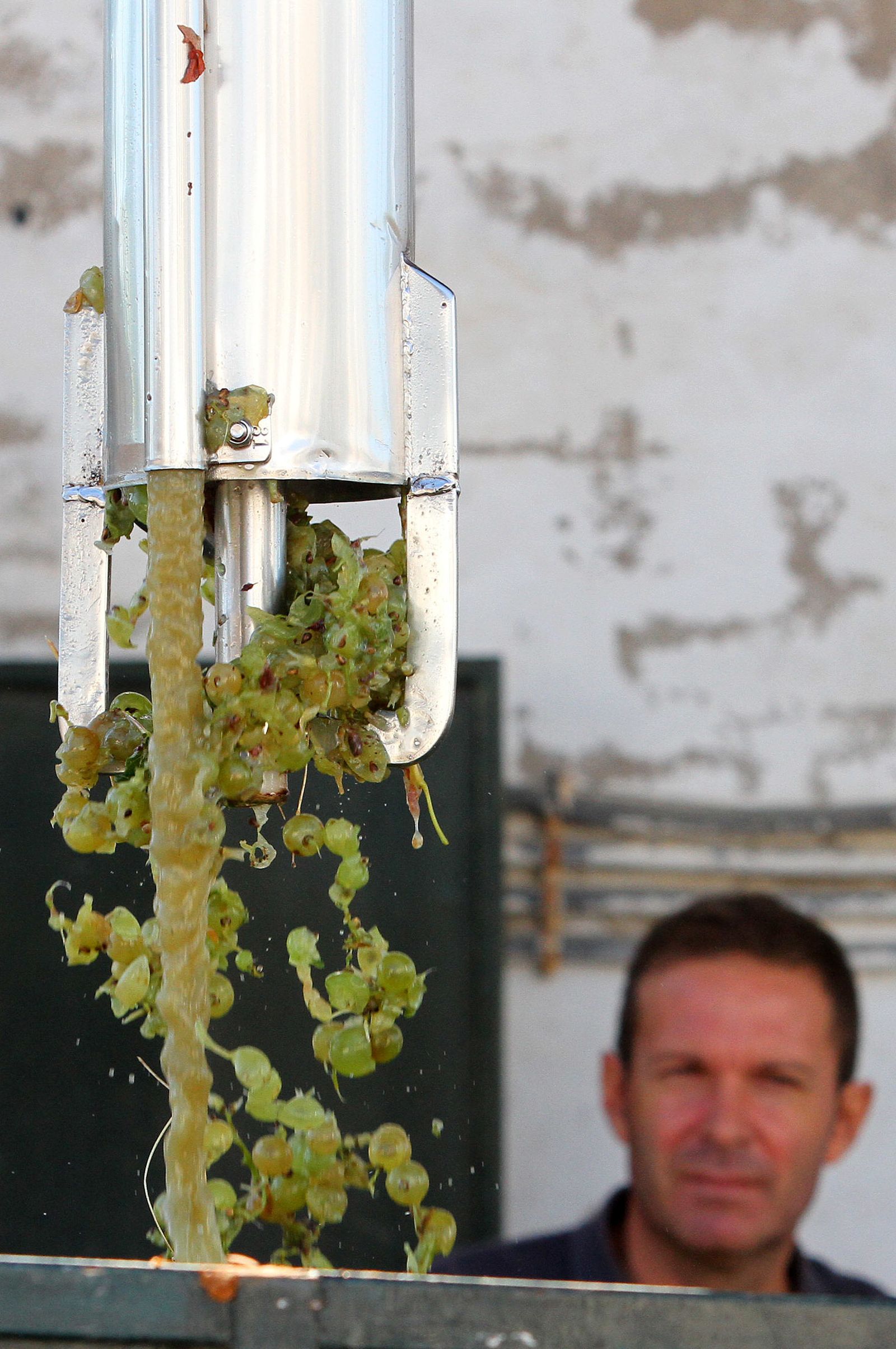 Imágenes de la vendimia en el Condado de Huelva.