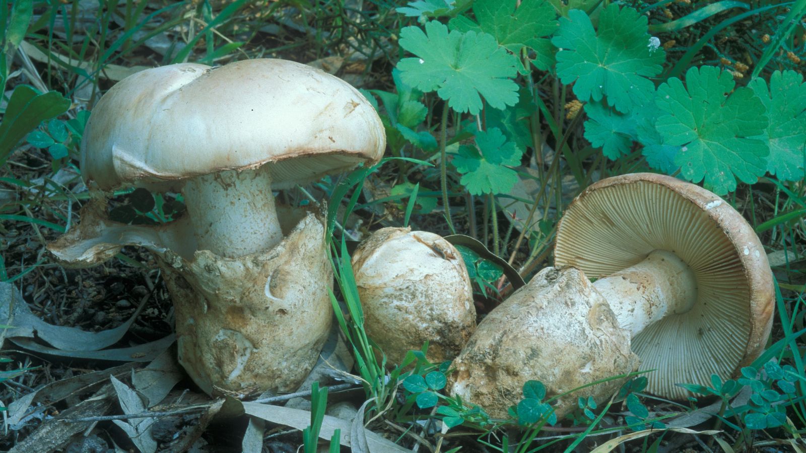 Amanita Ponderosa (gurumelo).