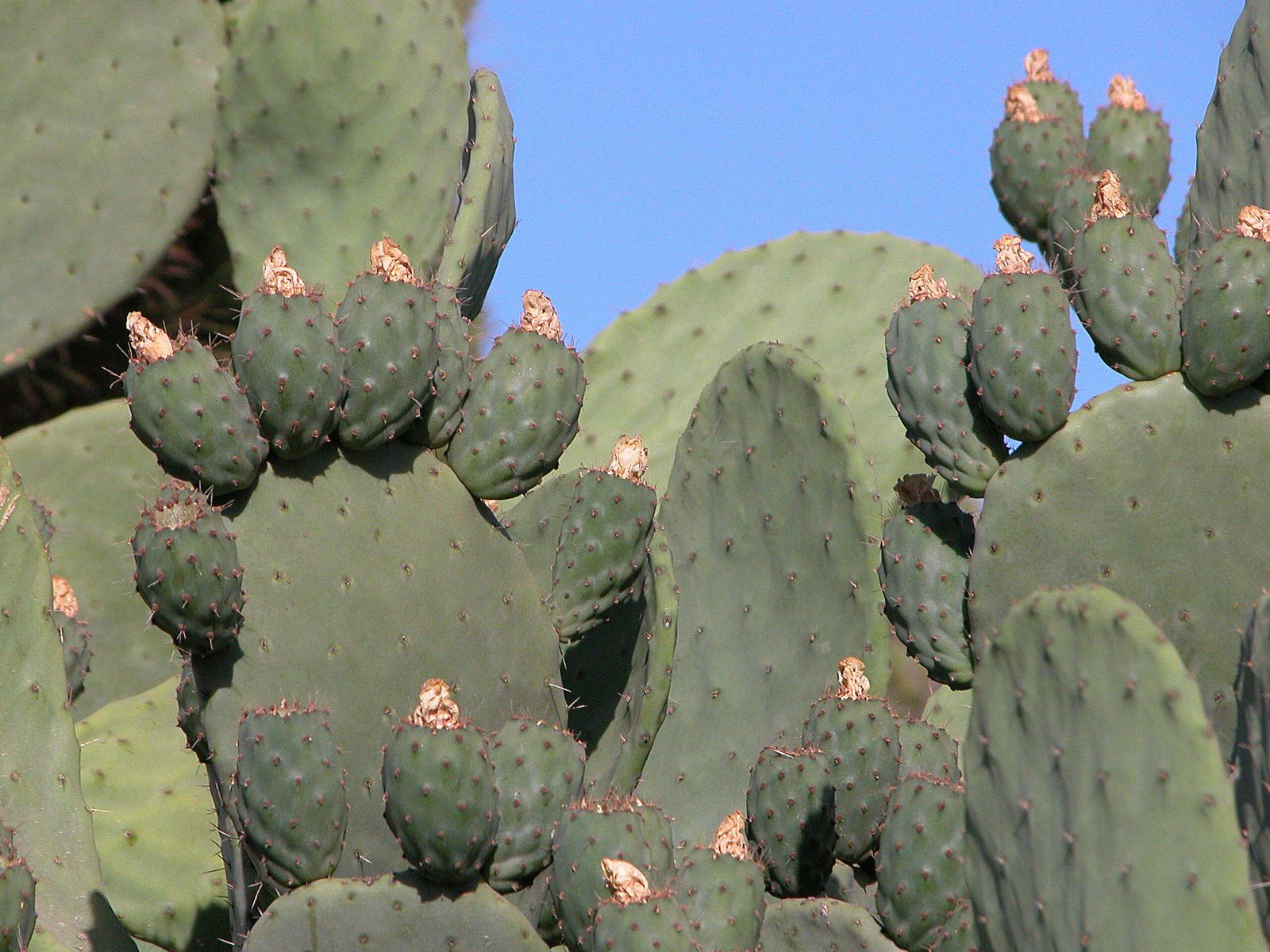 Chumbera en el campo.